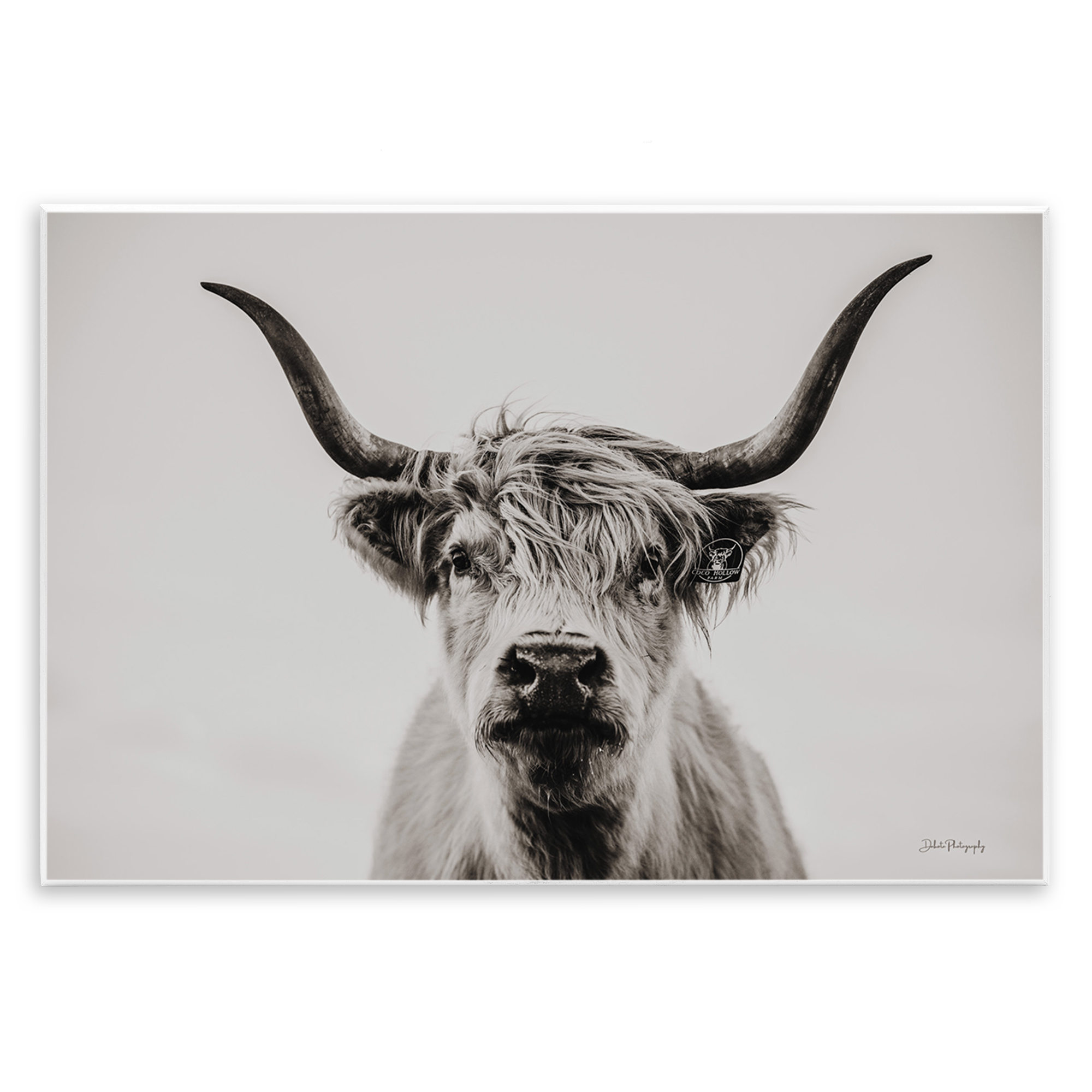 Stupell Industries Calm Cattle Portrait Animals & Insects Photography Unframed Art Print Wall Art, 19 x 13