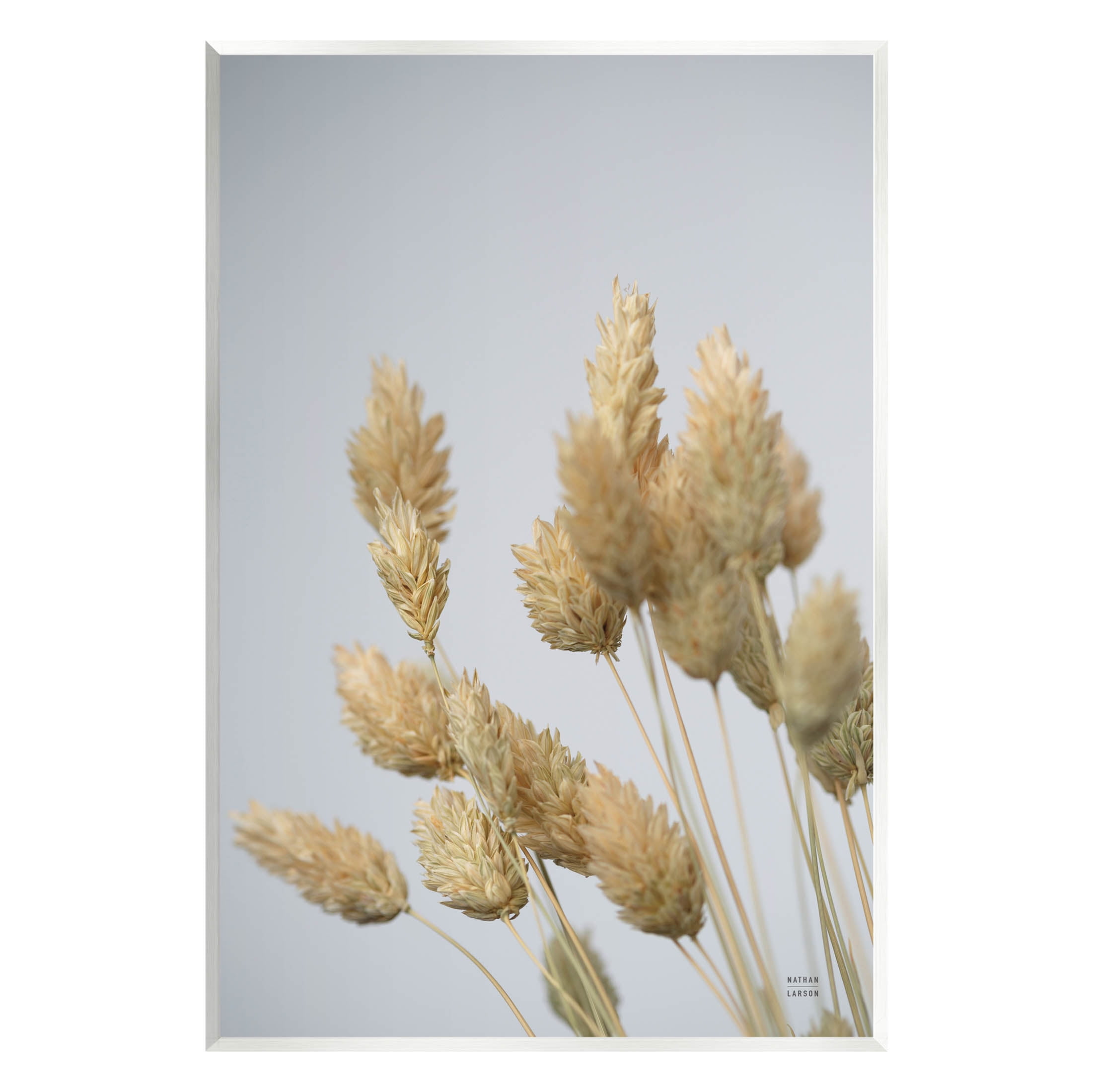 Stupell Industries Calm Pampas Grass Breezy Sky Photograph Unframed Art Print Wall Art, Design by Nathan Larson