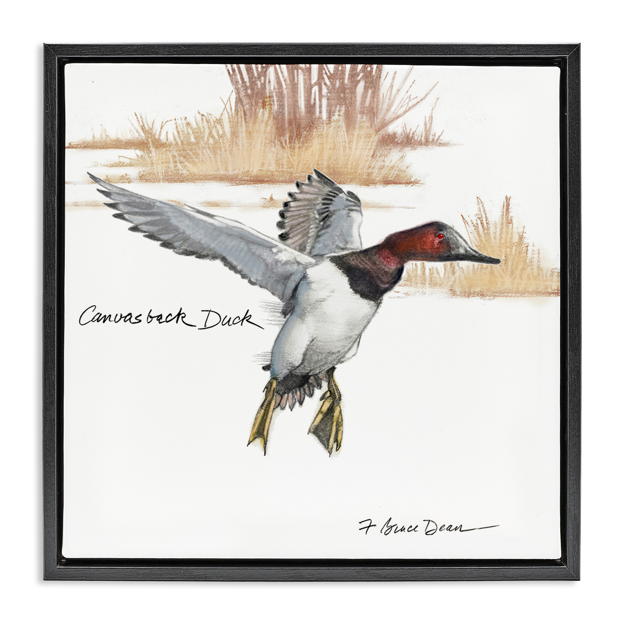 Stupell Industries Canvasback Duck Flying Animals Painting Black Floater Framed Canvas Art Print Wall Art, 25 x 25