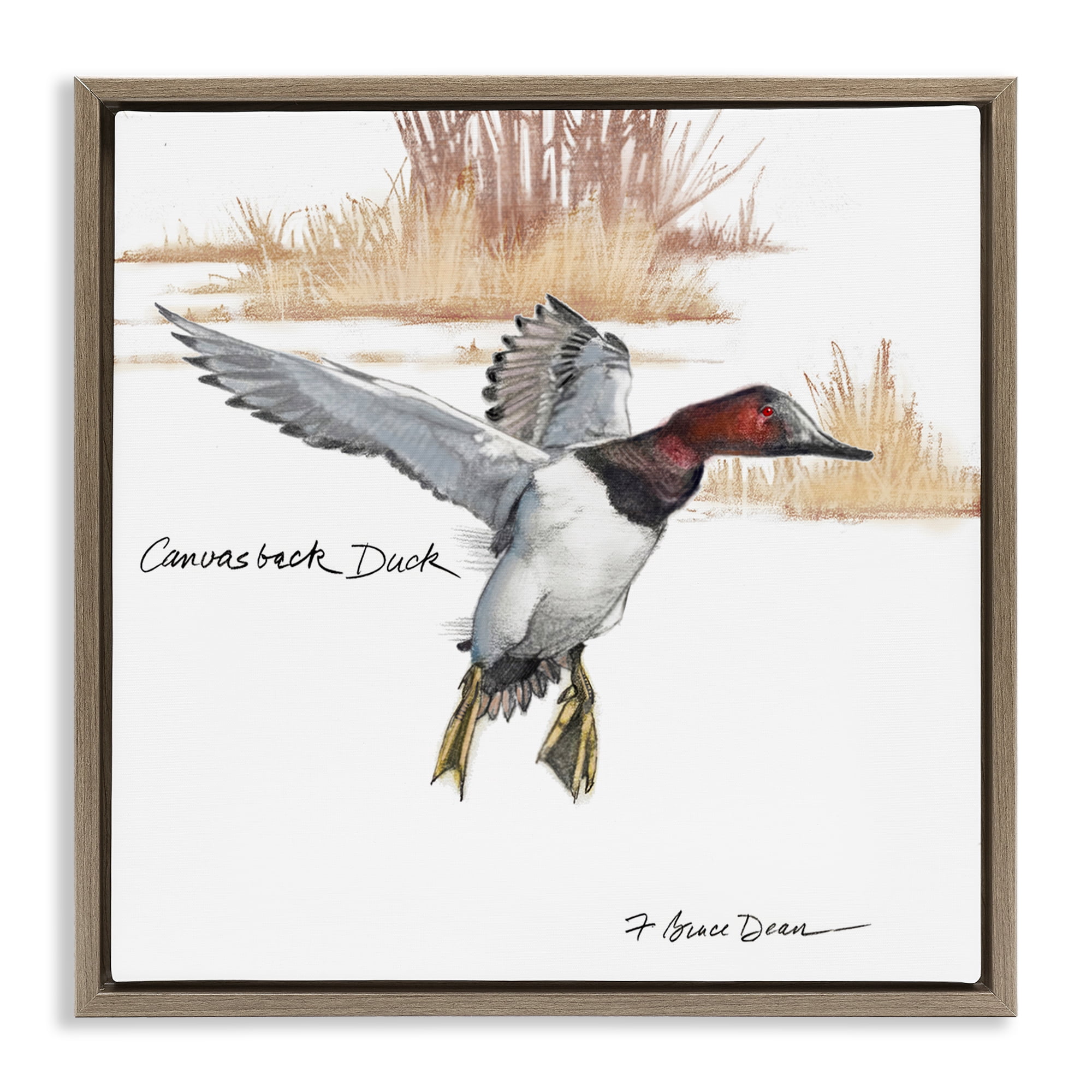 Stupell Industries Canvasback Duck Flying Animals Painting Brown Floater Framed Canvas Art Print Wall Art, 18 x 18