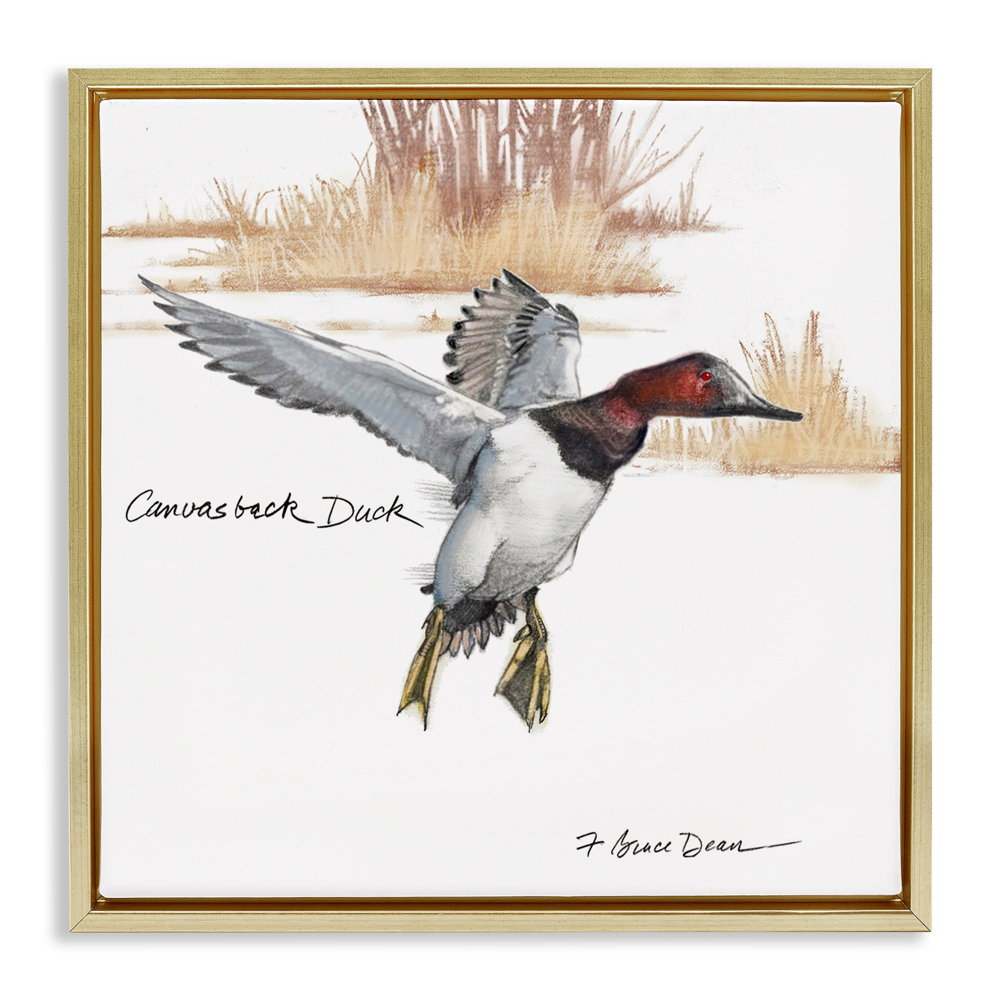 Stupell Industries Canvasback Duck Flying Animals Painting Gold Floater Framed Canvas Art Print Wall Art, 18 x 18