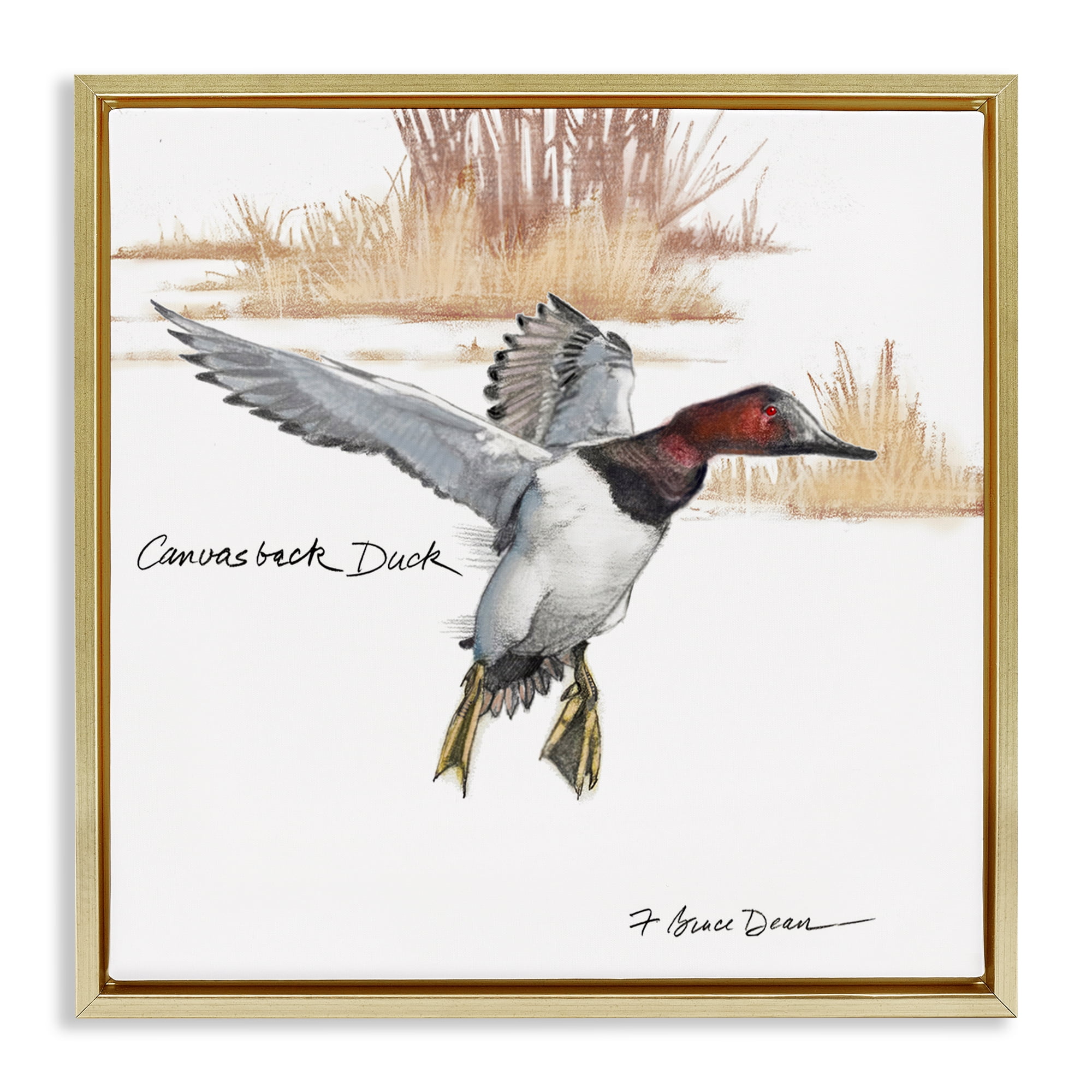 Stupell Industries Canvasback Duck Flying Animals Painting Gold Floater Framed Canvas Art Print Wall Art, 25 x 25