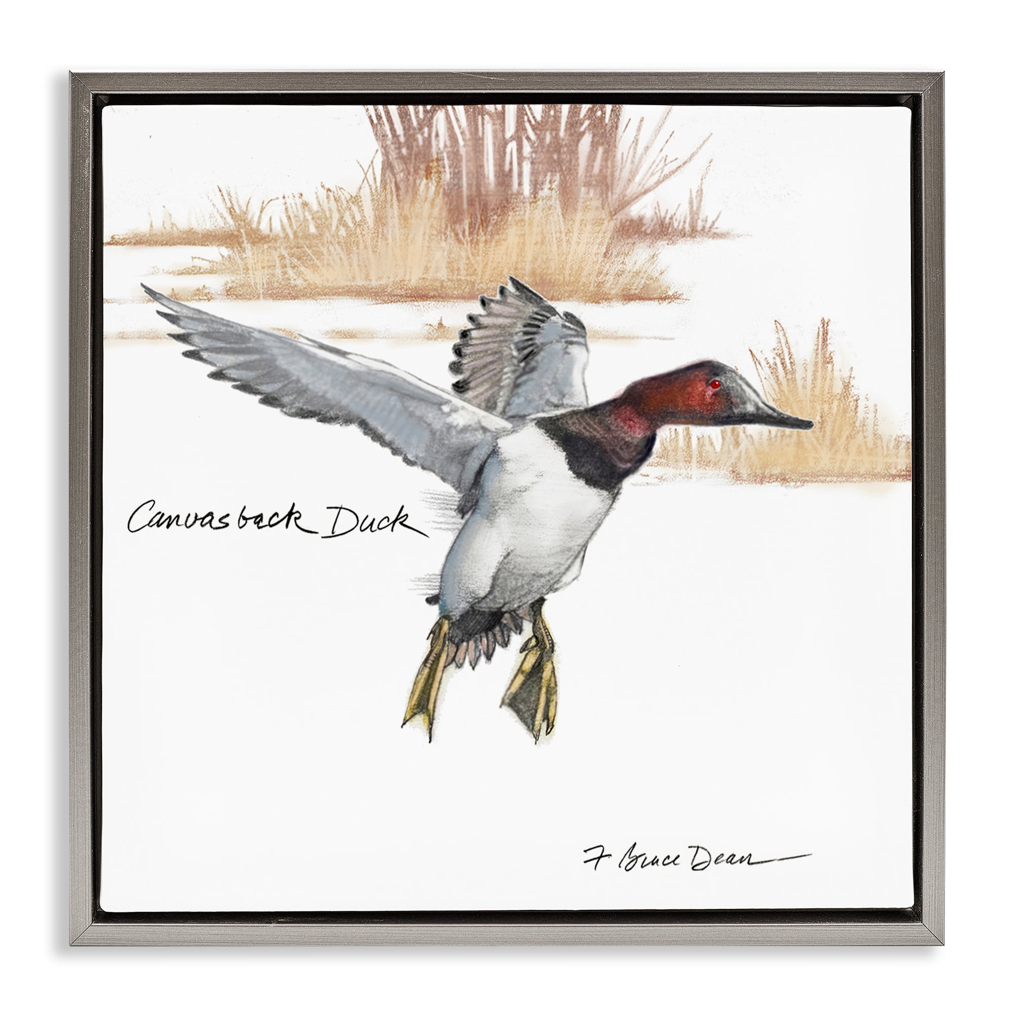 Stupell Industries Canvasback Duck Flying Animals Painting Gray Floater Framed Canvas Art Print Wall Art, 18 x 18