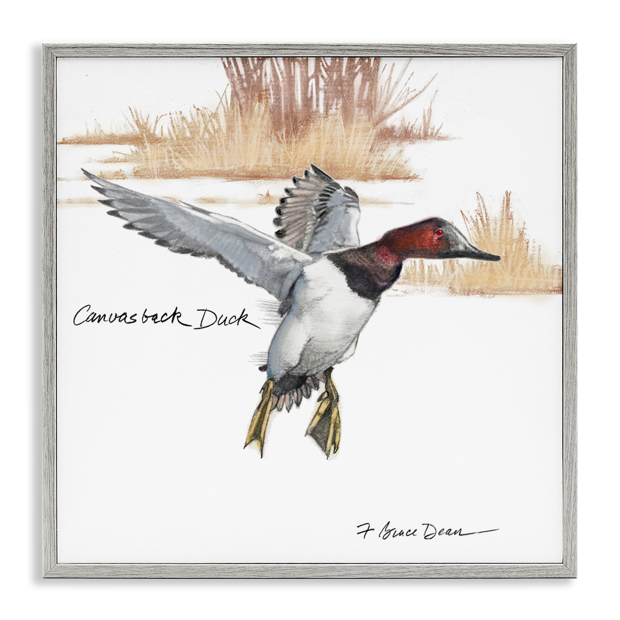 Stupell Industries Canvasback Duck Flying Animals Painting Gray Framed Art Print Wall Art, 17 x 17