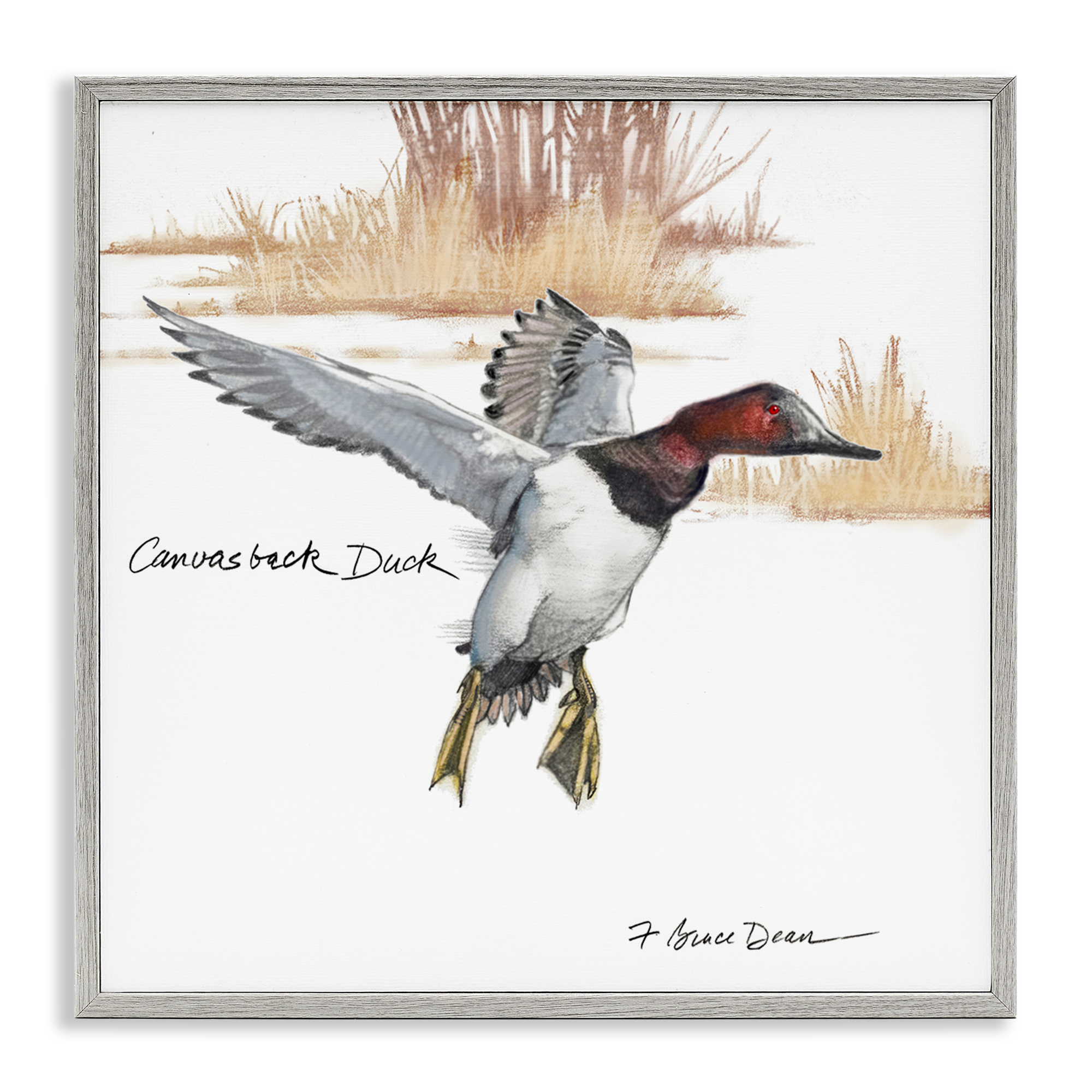 Stupell Industries Canvasback Duck Flying Animals Painting Gray Framed Art Print Wall Art, 24 x 24
