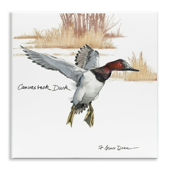 Stupell Industries Canvasback Duck Flying Animals Painting Unframed Art Print Wall Art, 12 x 12