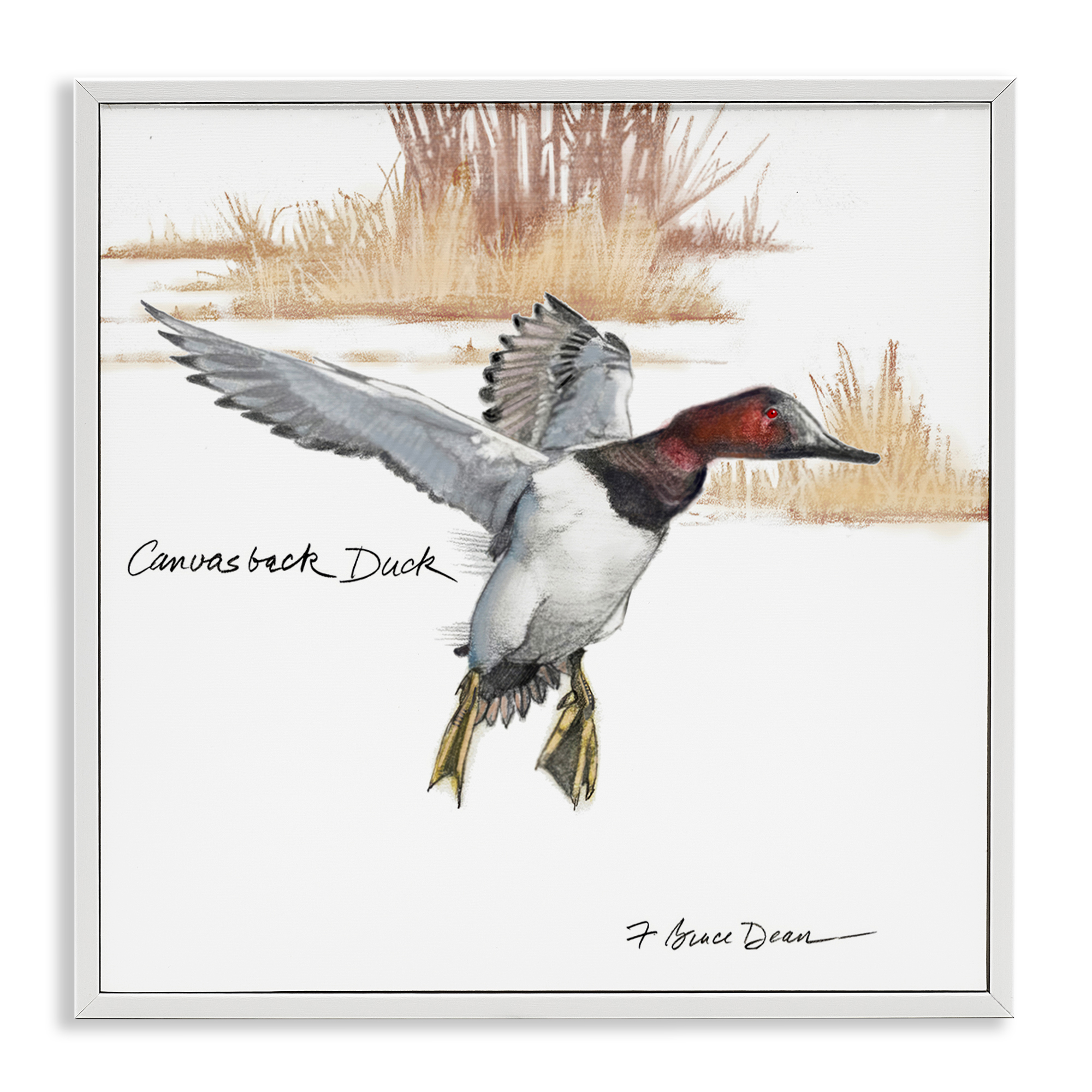 Stupell Industries Canvasback Duck Flying Animals Painting White Framed Art Print Wall Art, 24 x 24