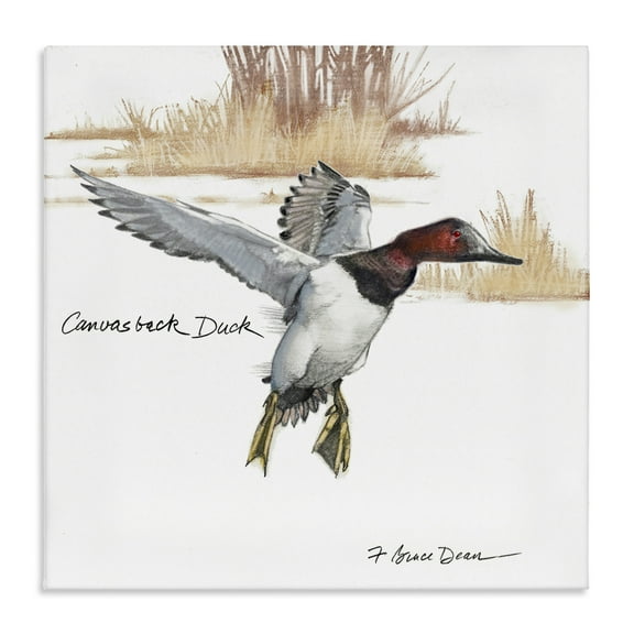 Stupell Industries Canvasback Duck Flying Animals Painting Wrapped Canvas Art Print Wall Art, 17 x 17