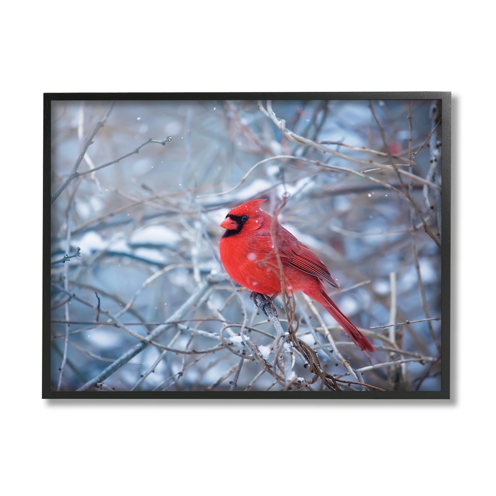 Stupell Industries Cardinal in Winter Branches Animals & Insects Photography Black Framed Art Print Wall Art, 30 x 24