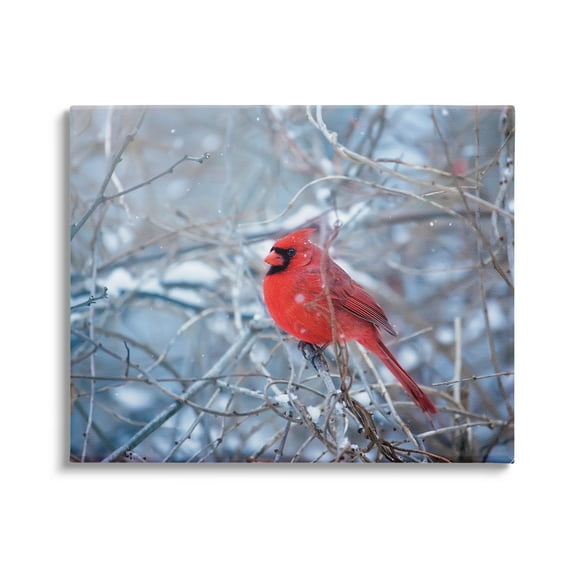 Stupell Industries Cardinal in Winter Branches Animals & Insects Photography Gallery Wrapped Canvas Print Wall Art, 20 x 16