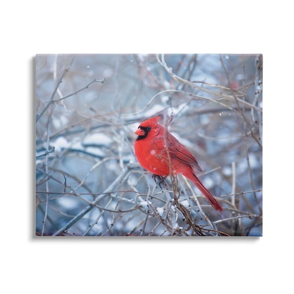 Stupell Industries Cardinal in Winter Branches Animals & Insects Photography Gallery Wrapped Canvas Print Wall Art, 40 x 30