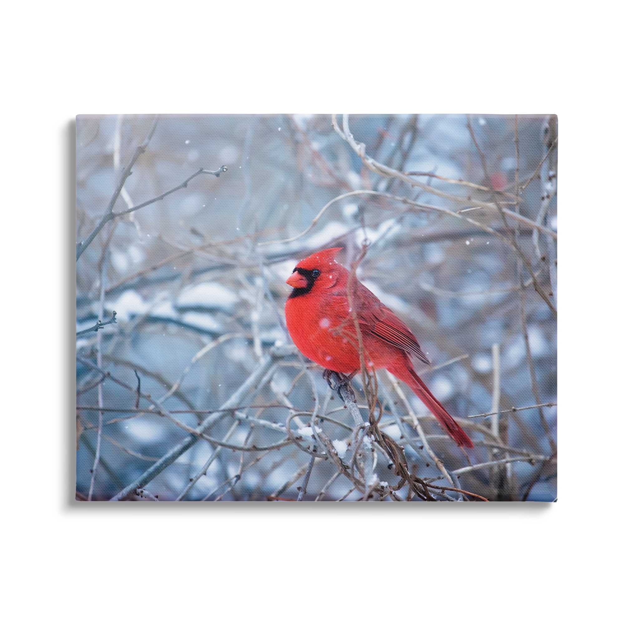 Stupell Industries Cardinal in Winter Branches Animals & Insects Photography Gallery Wrapped Canvas Print Wall Art, 48 x 36