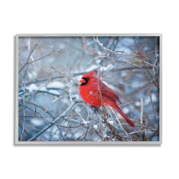 Stupell Industries Cardinal in Winter Branches Animals & Insects Photography Gray Framed Art Print Wall Art, 30 x 24