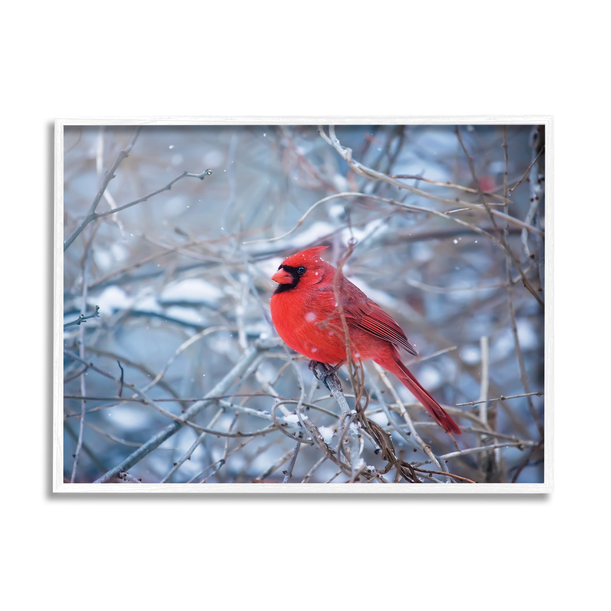 Stupell Industries Cardinal in Winter Branches Animals & Insects Photography White Framed Art Print Wall Art, 30 x 24