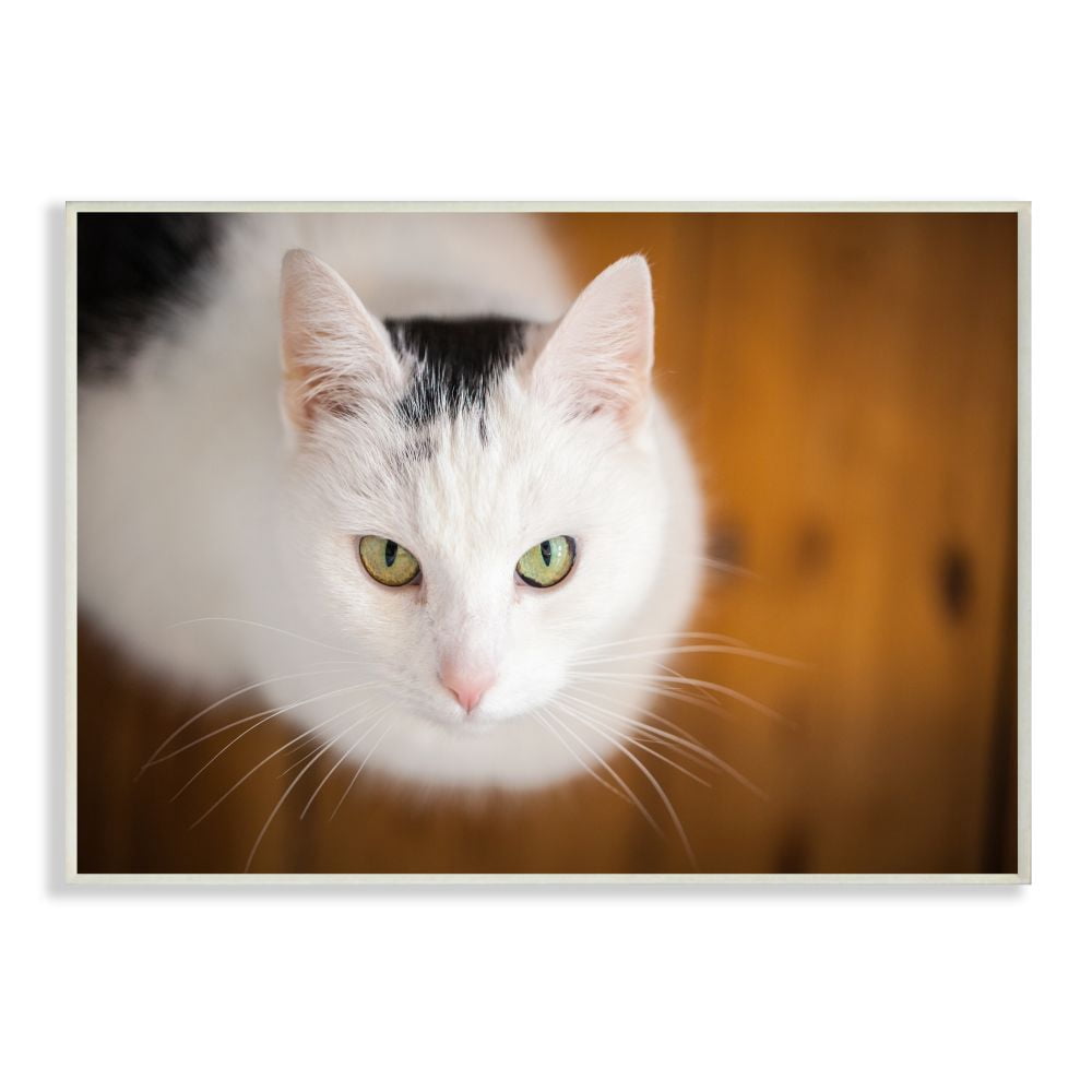 Stupell Industries Cat Eyes Animal Photograph Wall Plaque by Matthias Conrad