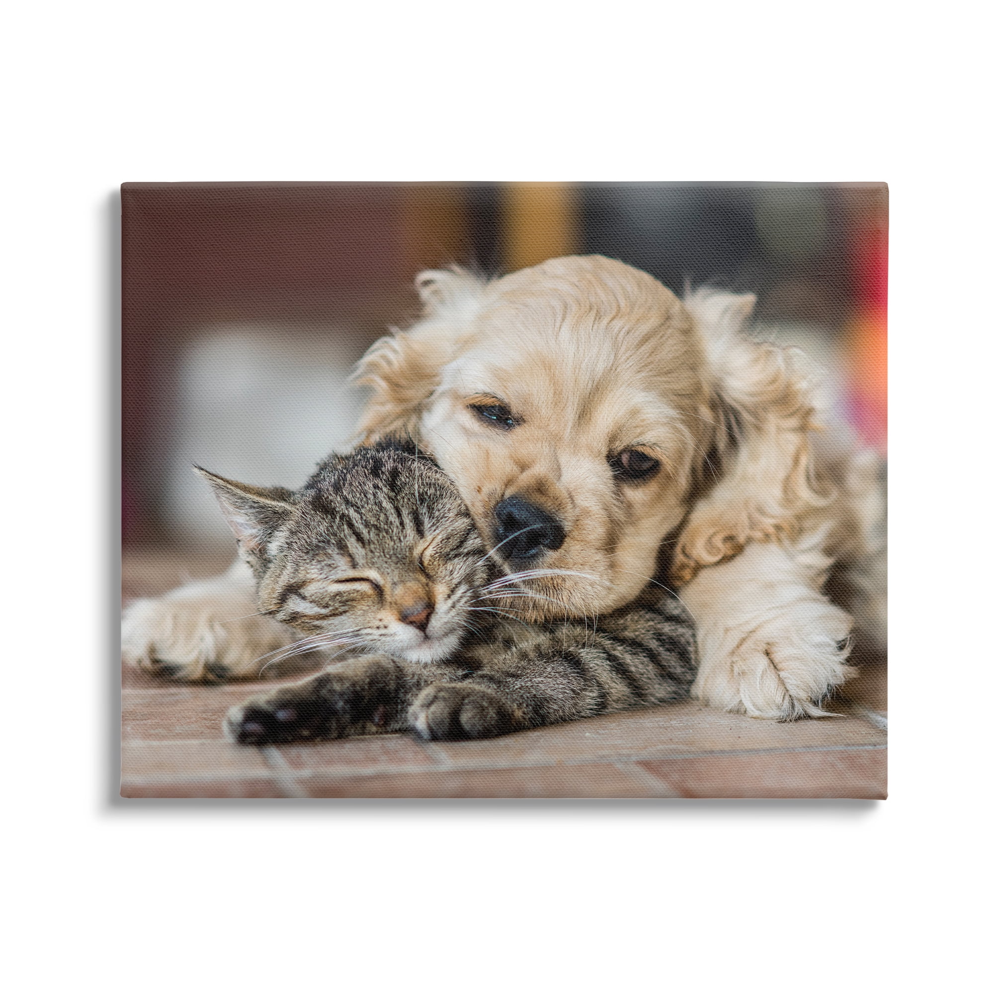 Stupell Industries Cat & Puppy Cuddling Animals & Insects Photography Gallery Wrapped Canvas Art Print Wall Art, 40 x 30