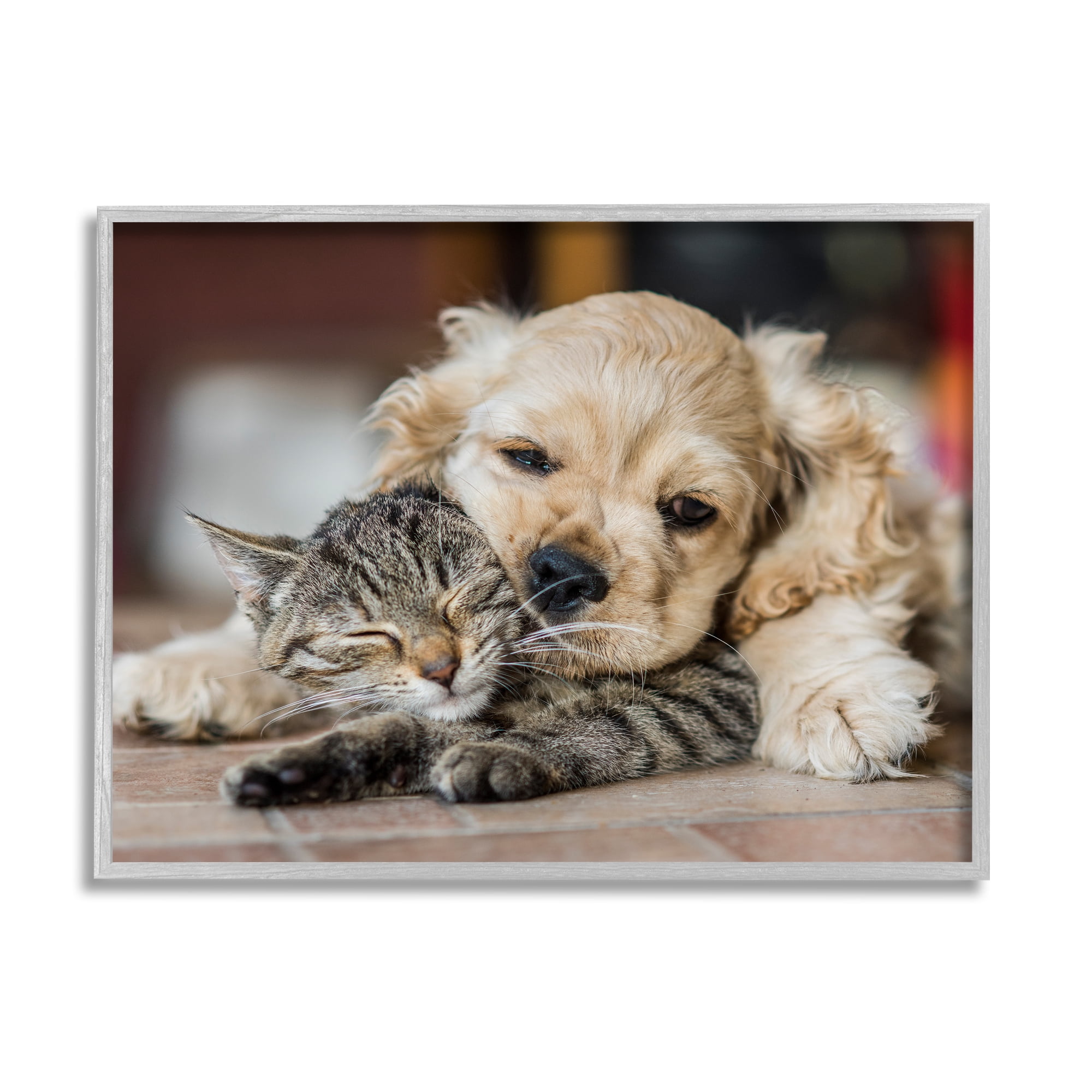 Stupell Industries Cat & Puppy Cuddling Animals & Insects Photography Gray Framed Art Print Wall Art, 14 x 11