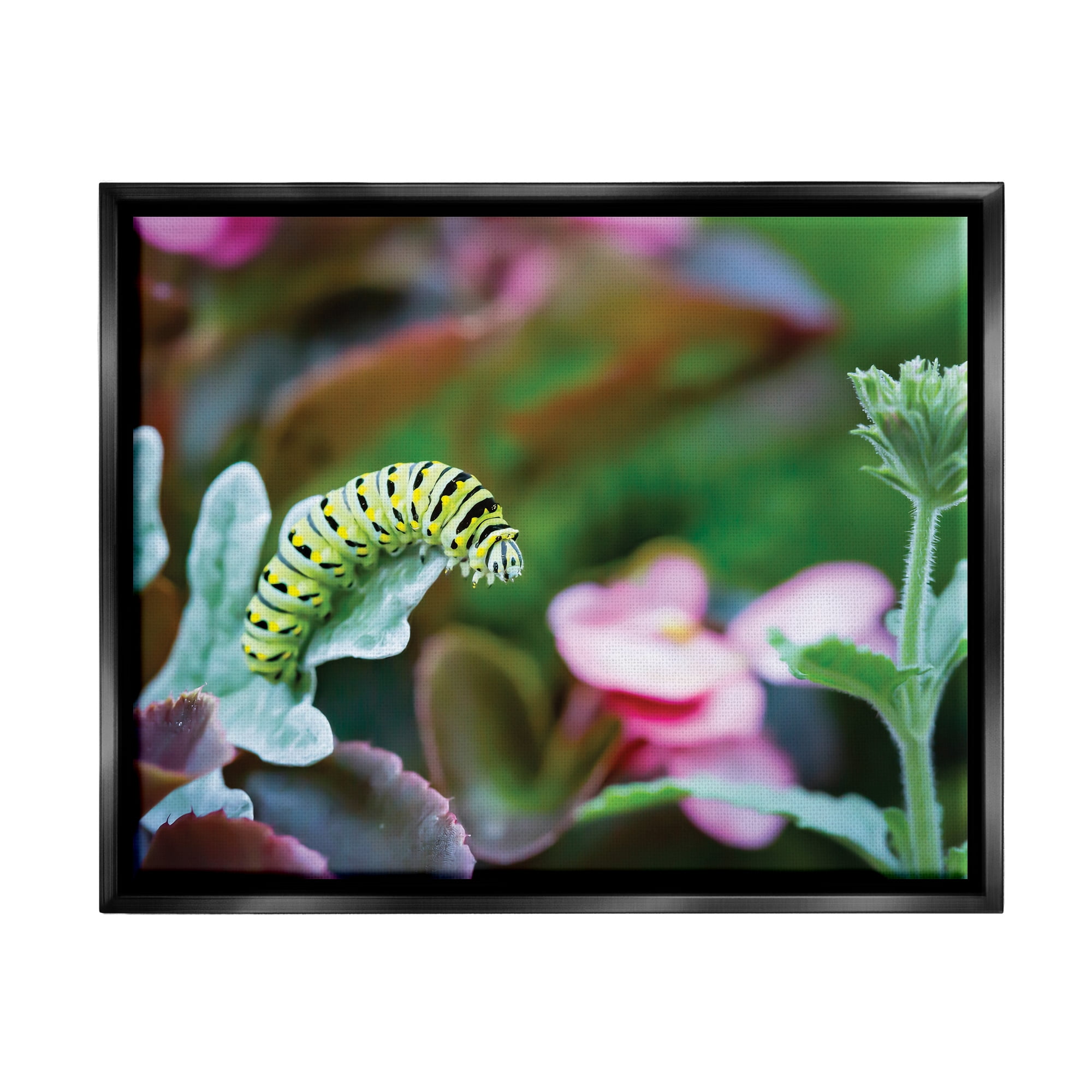 Stupell Industries Caterpillar Nature Photography Animals & Insects Photography Black Floater Framed Art Print Wall Art, 31 x 25