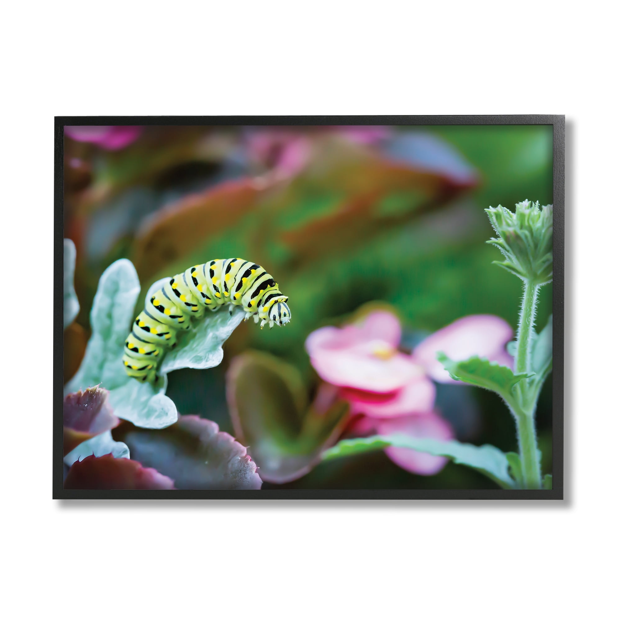 Stupell Industries Caterpillar Nature Photography Animals & Insects Photography Black Framed Art Print Wall Art, 20 x 16