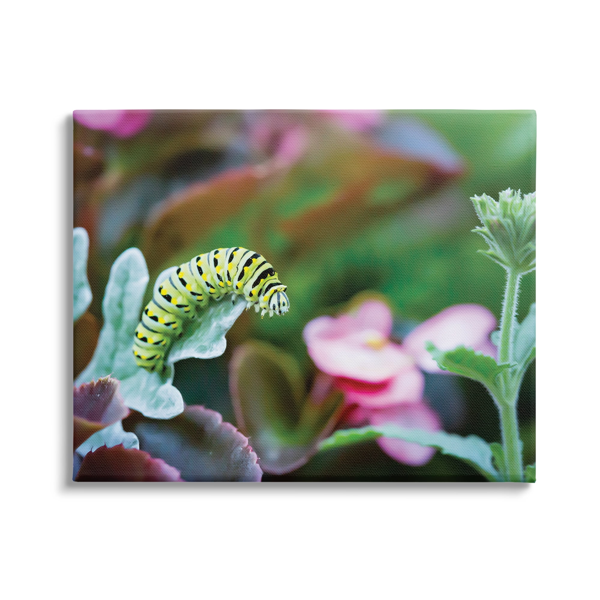 Stupell Industries Caterpillar Nature Photography Animals & Insects Photography Gallery Wrapped Canvas Print Wall Art, 48 x 36