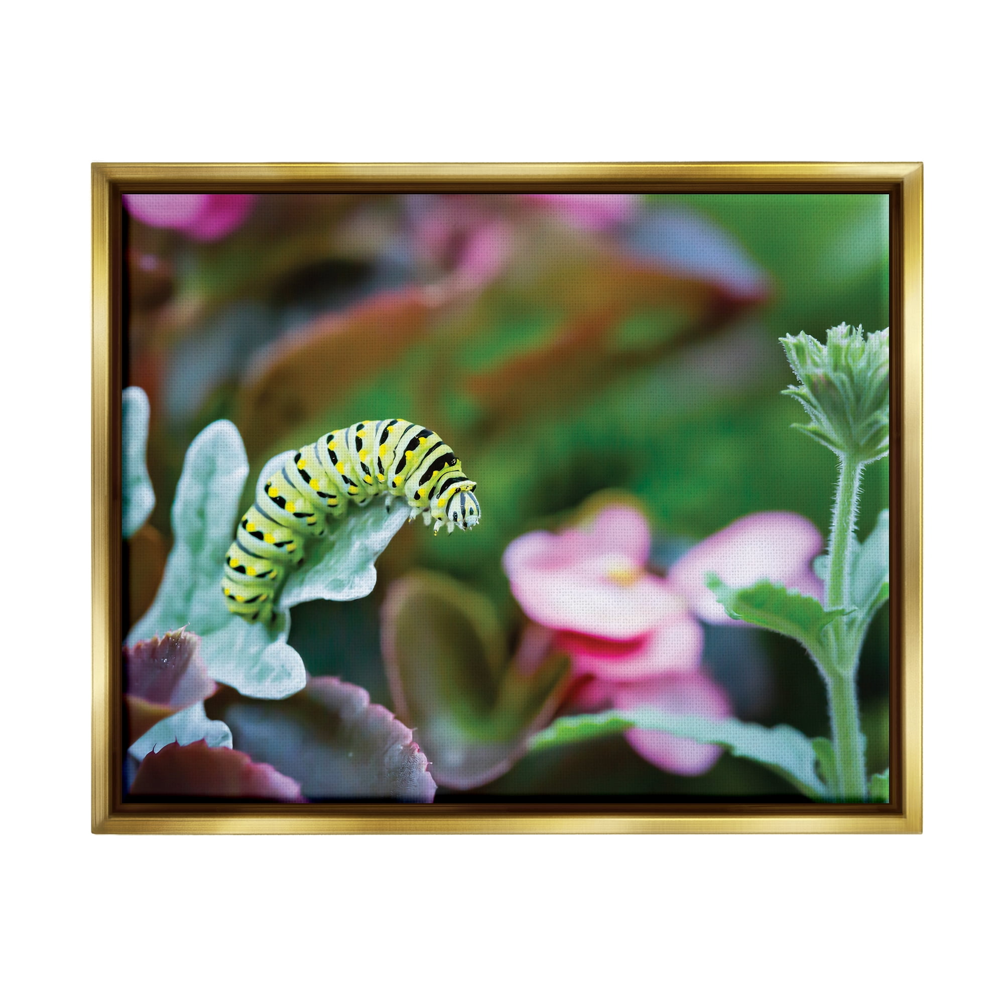 Stupell Industries Caterpillar Nature Photography Animals & Insects Photography Gold Floater Framed Art Print Wall Art, 21 x 17