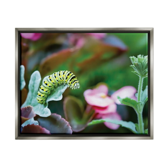 Stupell Industries Caterpillar Nature Photography Animals & Insects Photography Gray Floater Framed Art Print Wall Art, 31 x 25