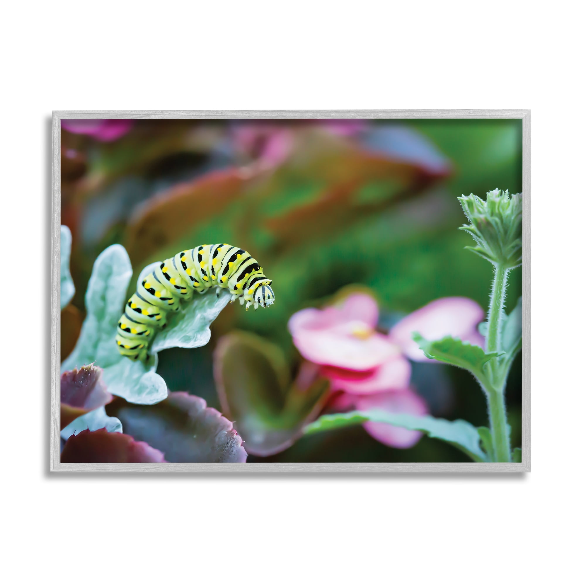 Stupell Industries Caterpillar Nature Photography Animals & Insects Photography Gray Framed Art Print Wall Art, 14 x 11