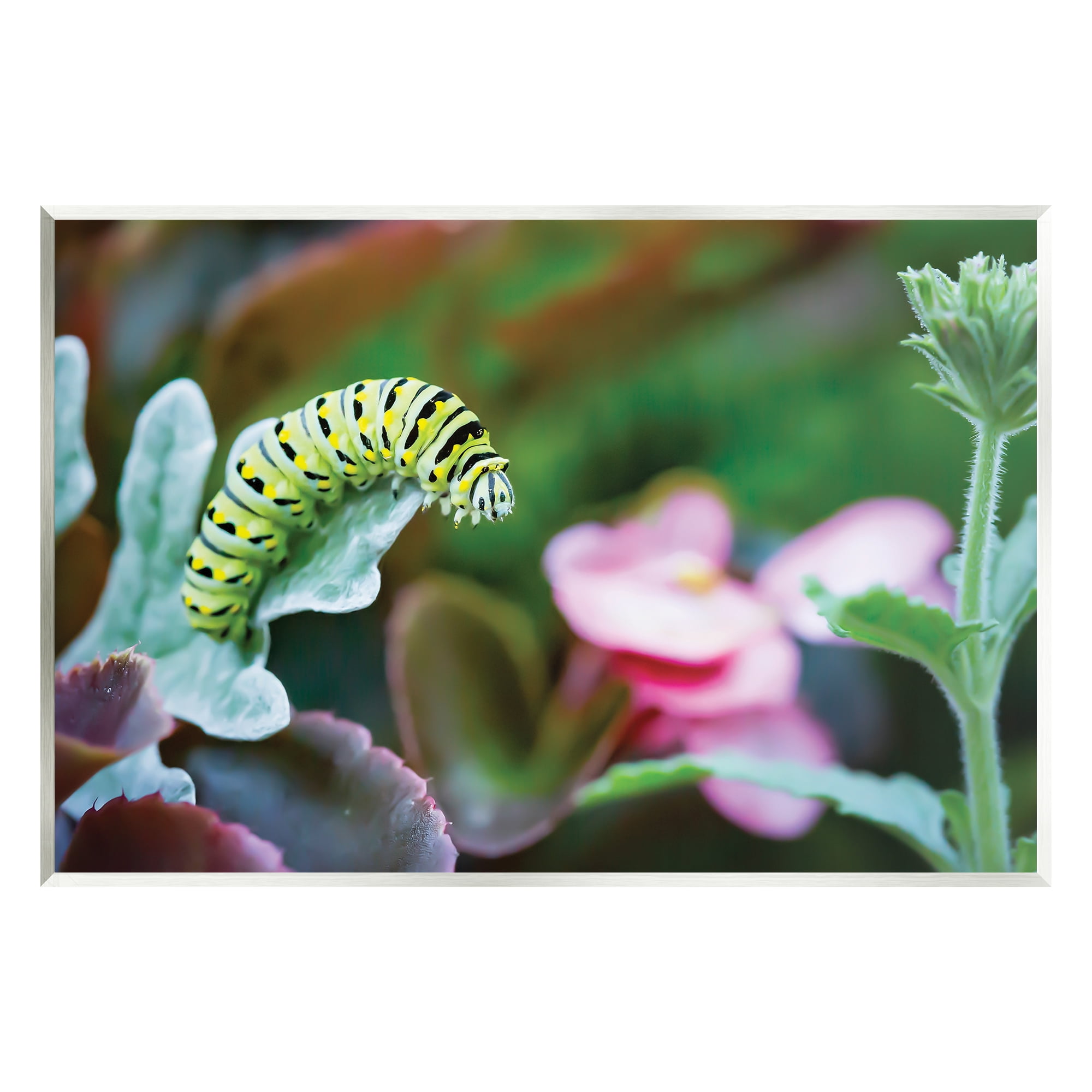 Stupell Industries Caterpillar Nature Photography Animals & Insects Photography Unframed Art Print Wall Art, 19 x 13
