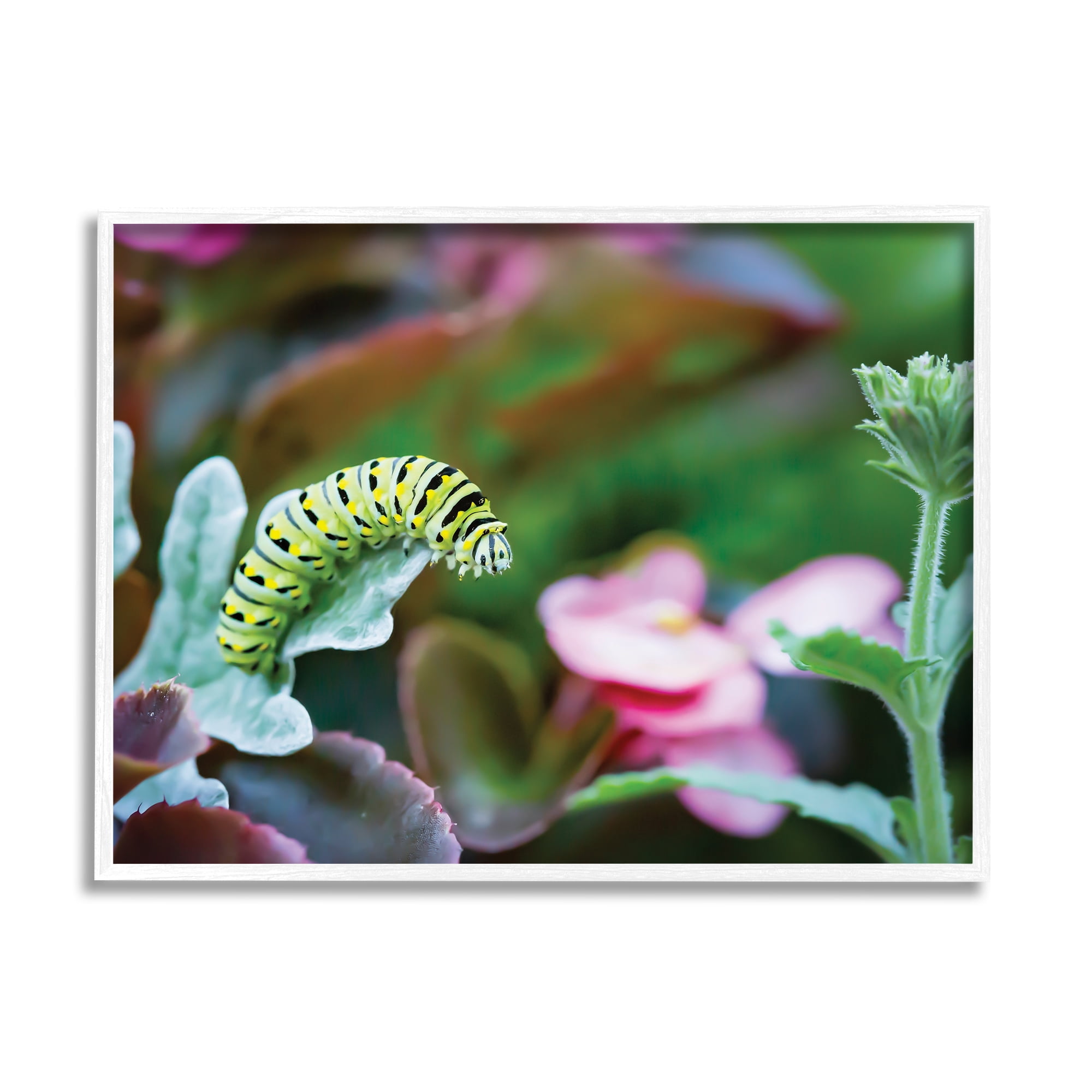 Stupell Industries Caterpillar Nature Photography Animals & Insects Photography White Framed Art Print Wall Art, 30 x 24