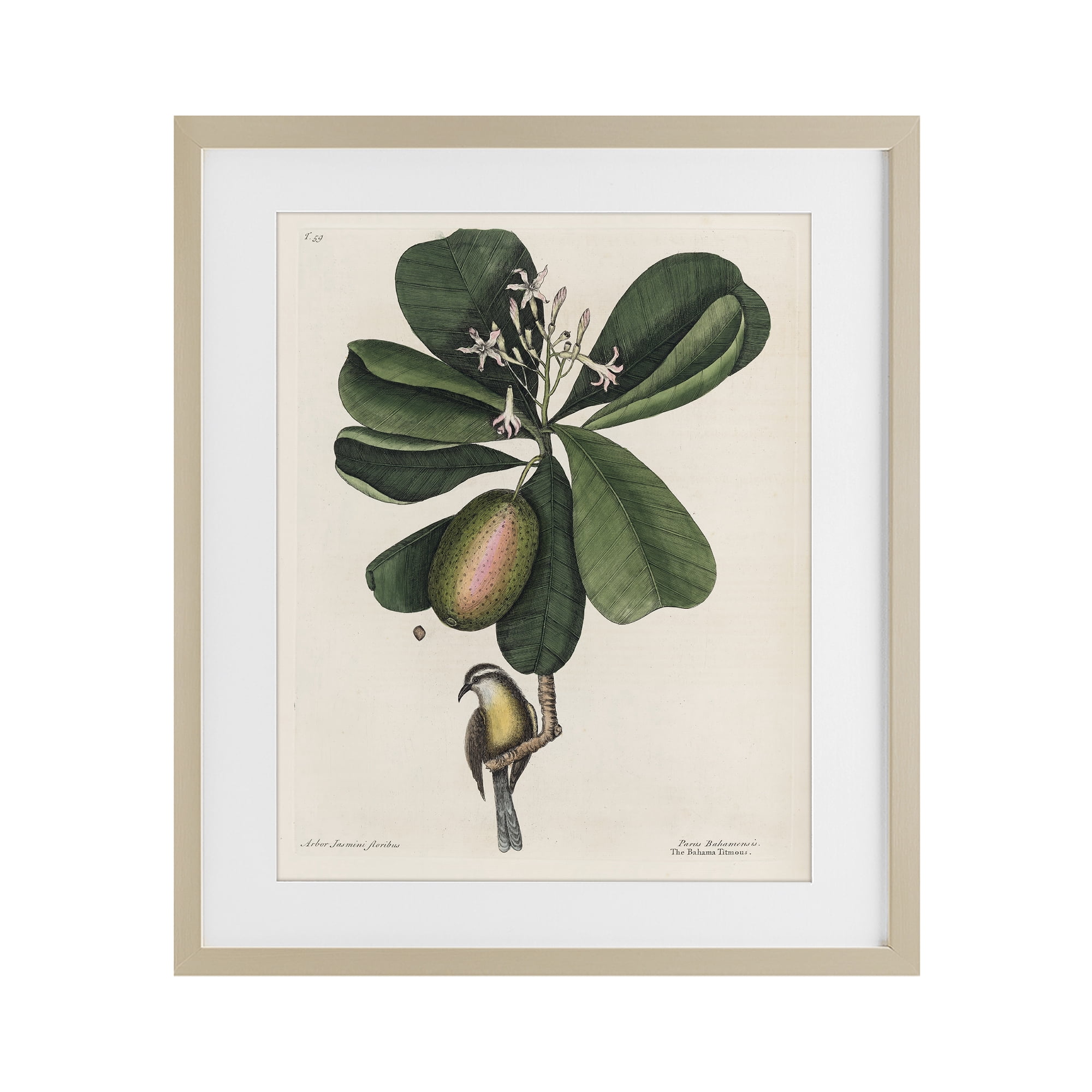 Stupell Industries Catesby Flora & Fauna Birch Framed Print Under Glass, design by Print Collection
