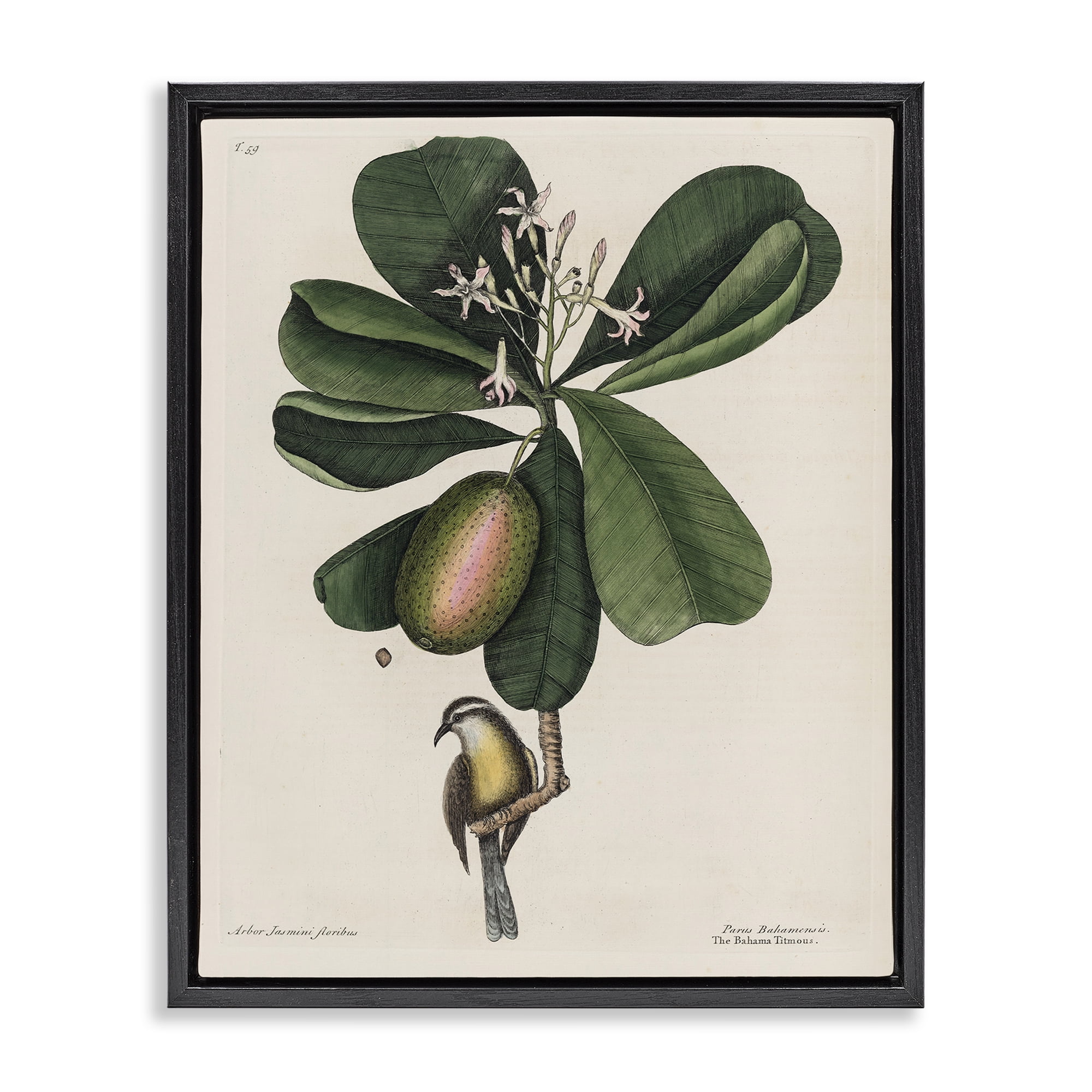 Stupell Industries Catesby Flora & Fauna Black Framed Floater Canvas Wall Art, design by Print Collection