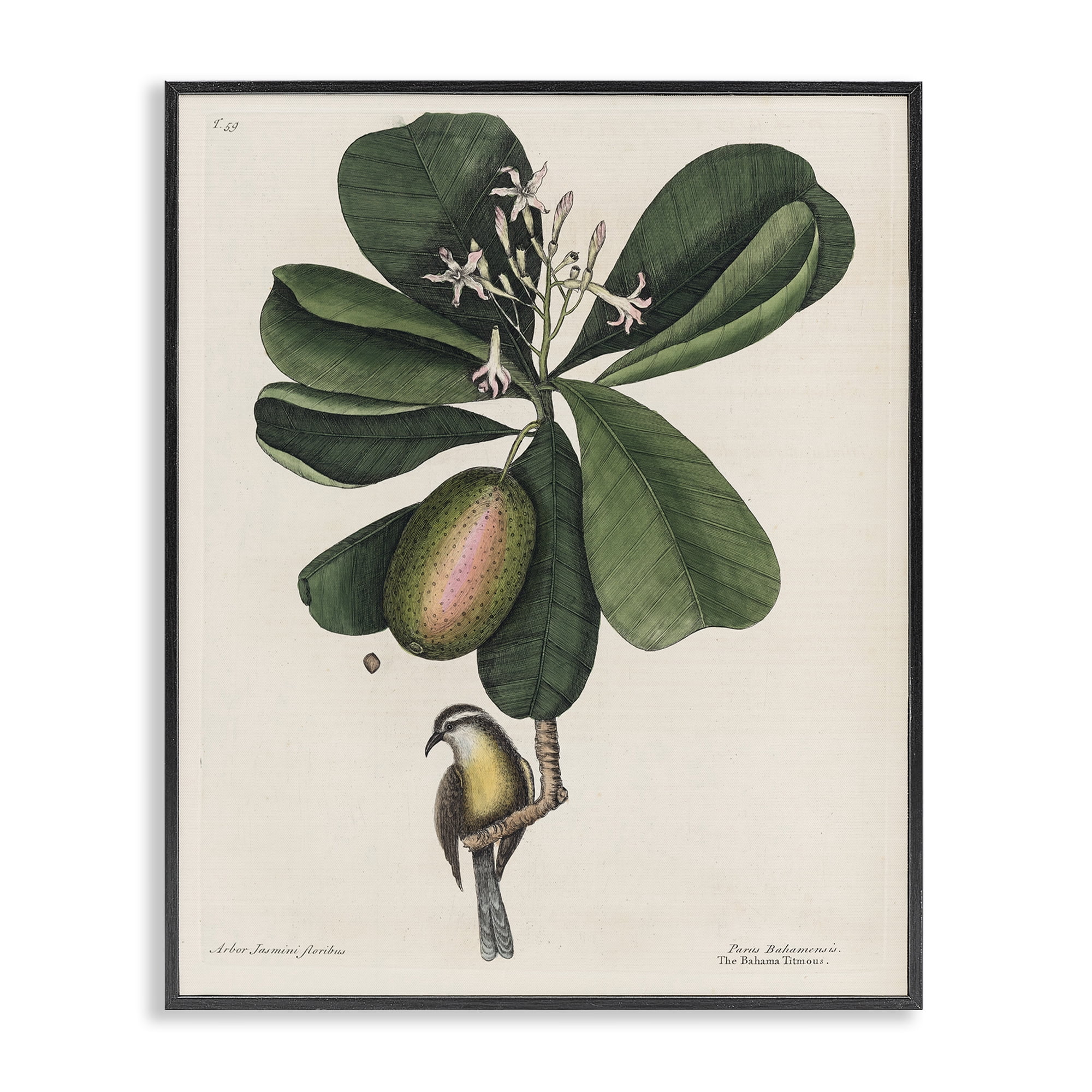 Stupell Industries Catesby Flora & Fauna Black Framed Giclee Art, design by Print Collection