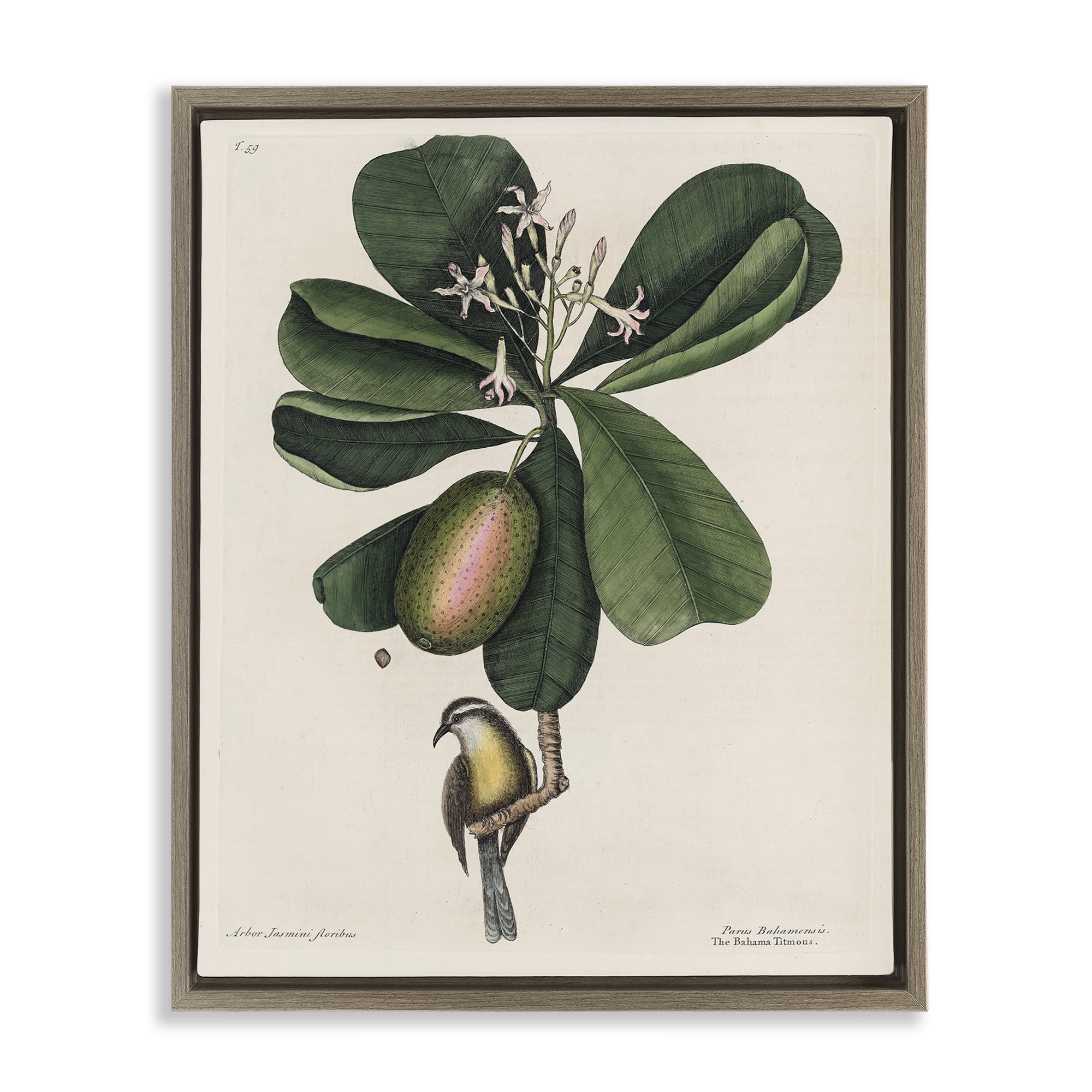 Stupell Industries Catesby Flora & Fauna Brown Framed Floater Canvas Wall Art, design by Print Collection