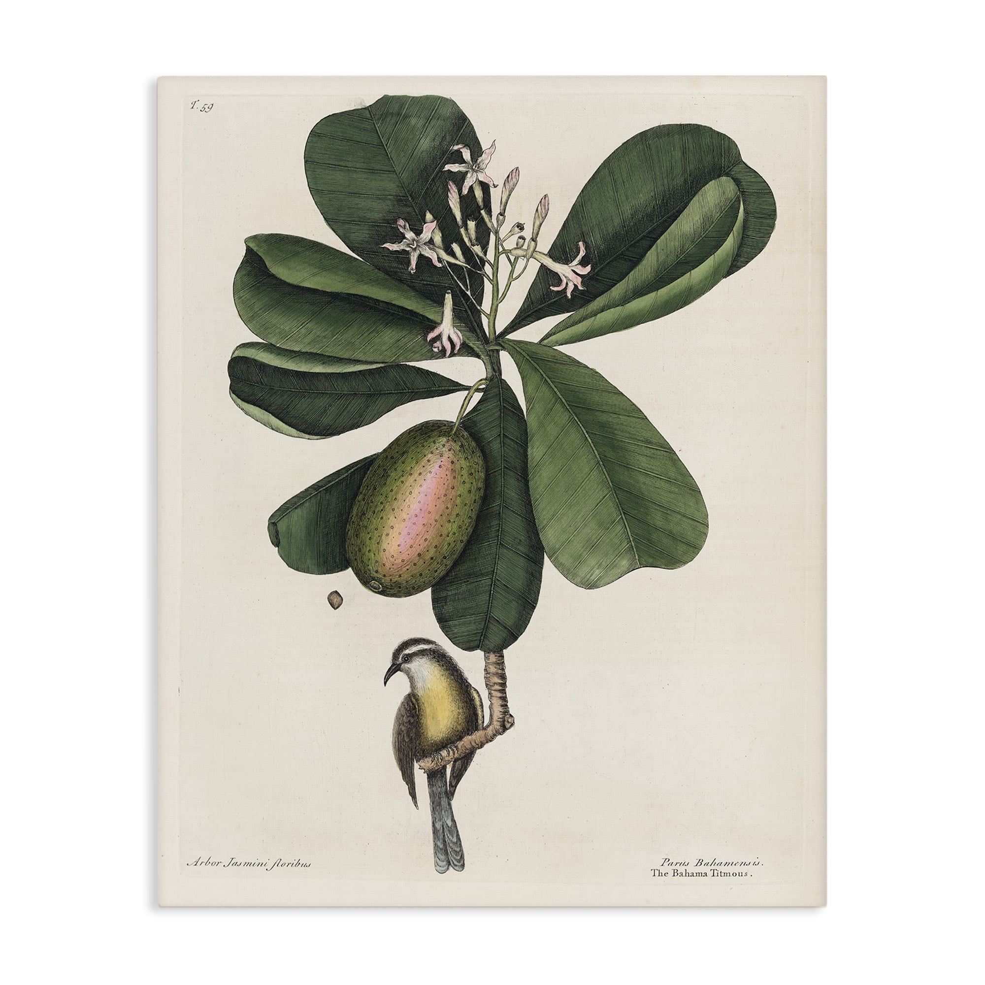 Stupell Industries Catesby Flora & Fauna Canvas Wall Art, design by Print Collection