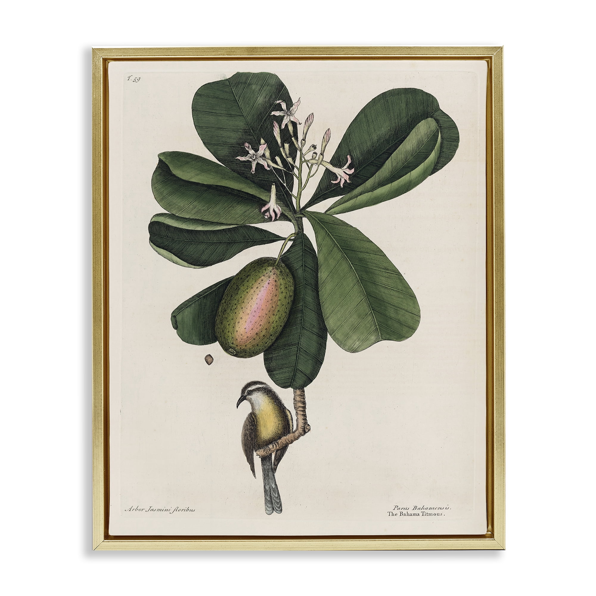 Stupell Industries Catesby Flora & Fauna Gold Framed Floater Canvas Wall Art, design by Print Collection