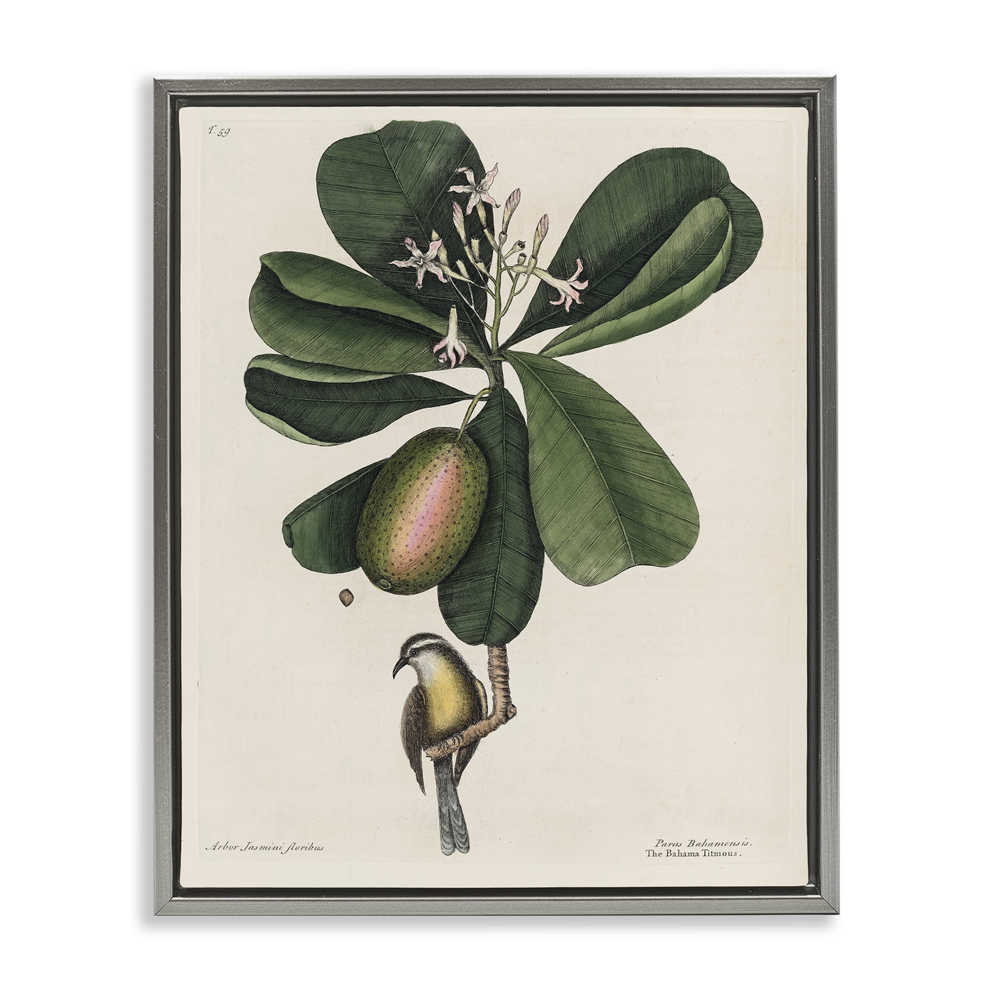 Stupell Industries Catesby Flora & Fauna Gray Framed Floater Canvas Wall Art, design by Print Collection
