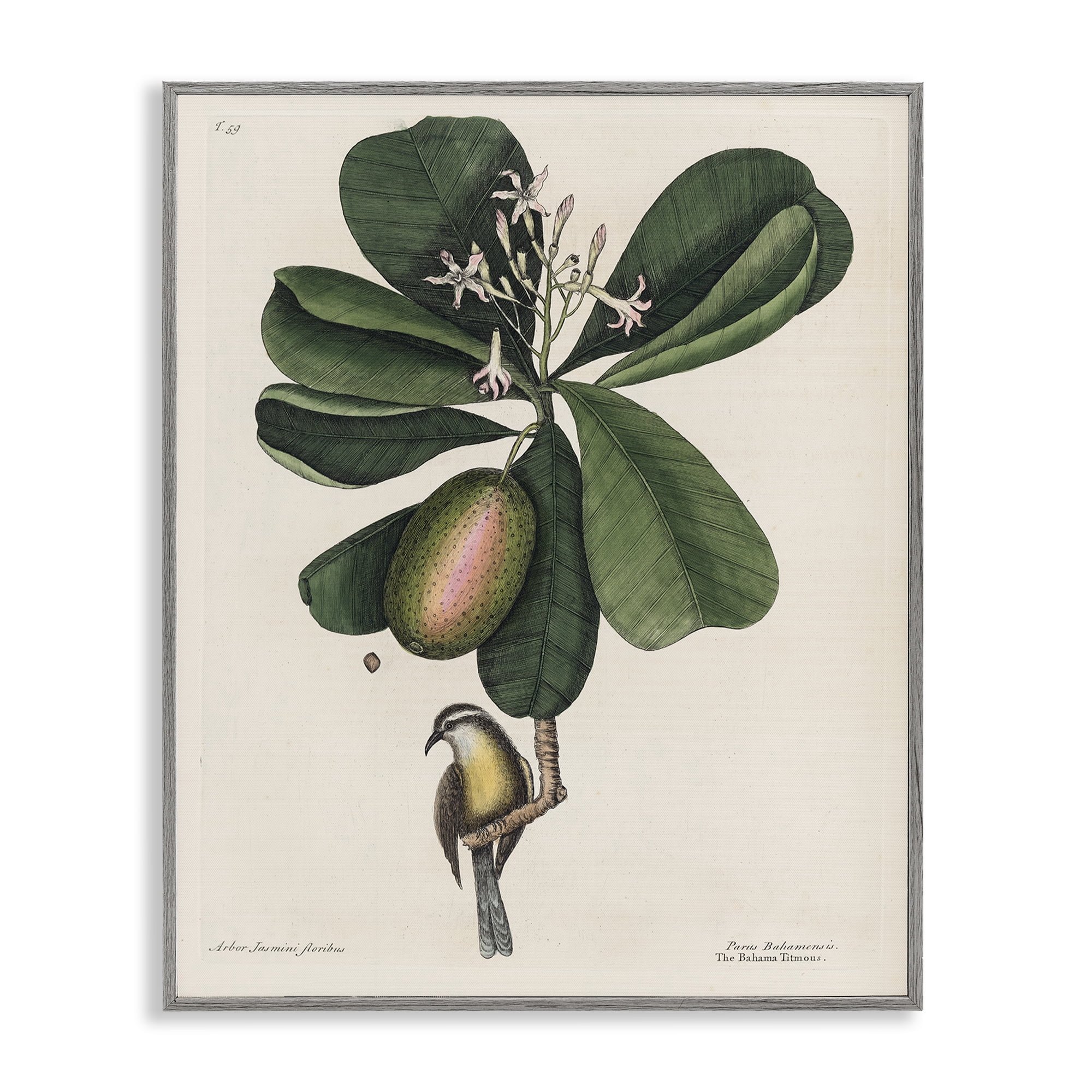 Stupell Industries Catesby Flora & Fauna Gray Framed Giclee Art, design by Print Collection