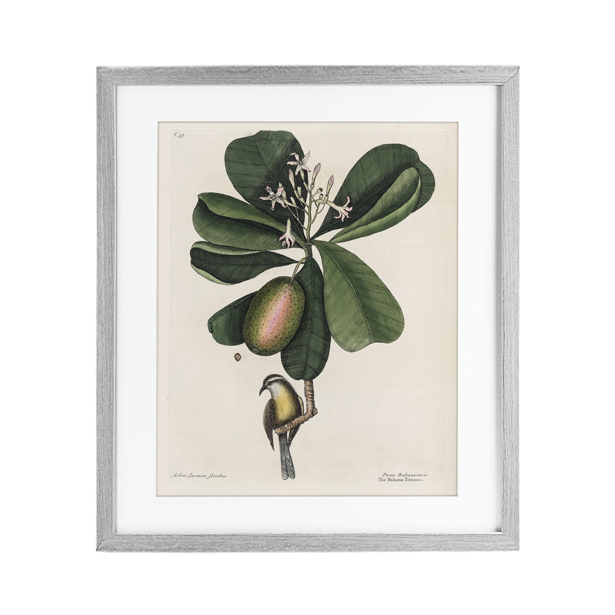 Stupell Industries Catesby Flora & Fauna Gray Framed Print Under Glass, design by Print Collection