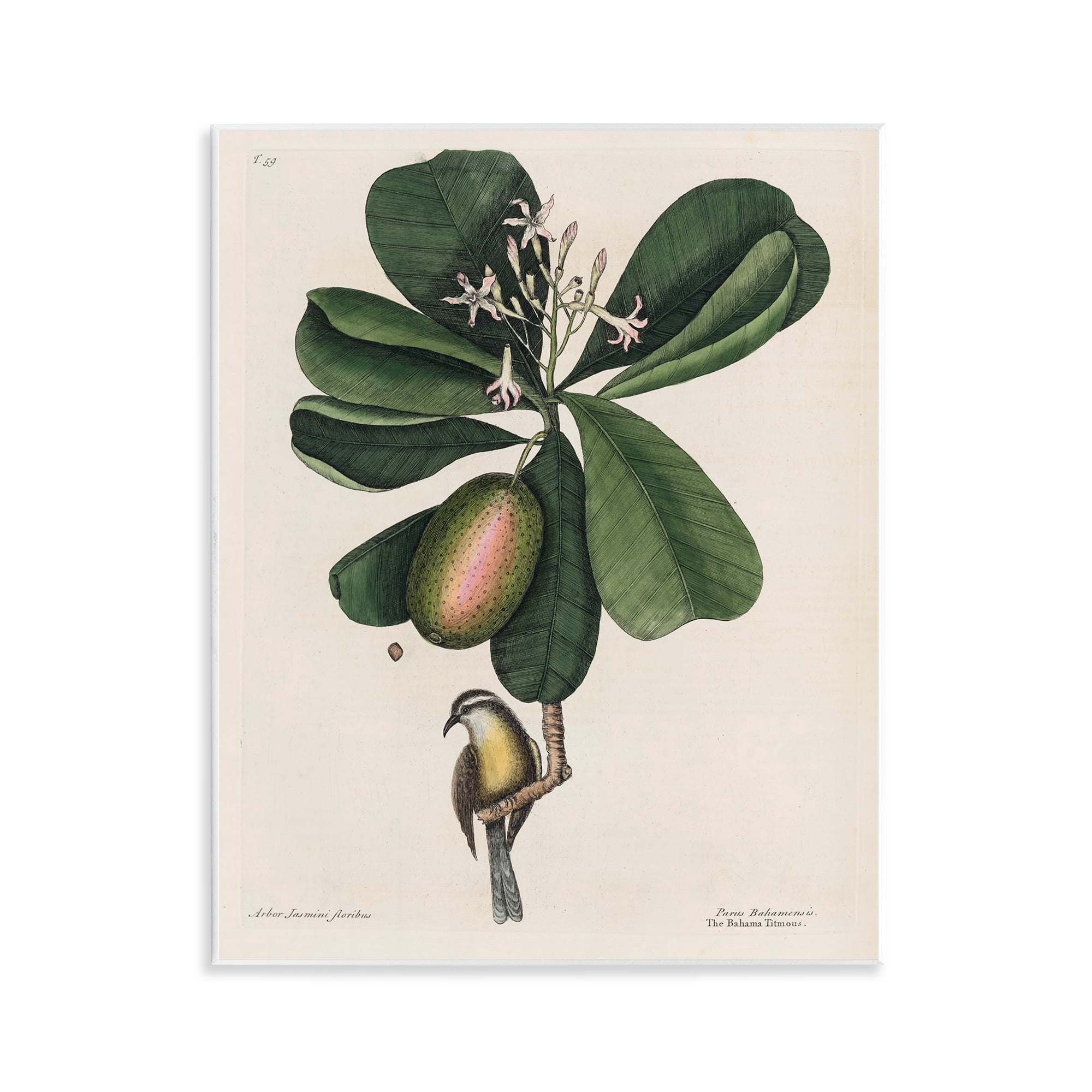 Stupell Industries Catesby Flora & Fauna Wall Plaque Art, design by Print Collection