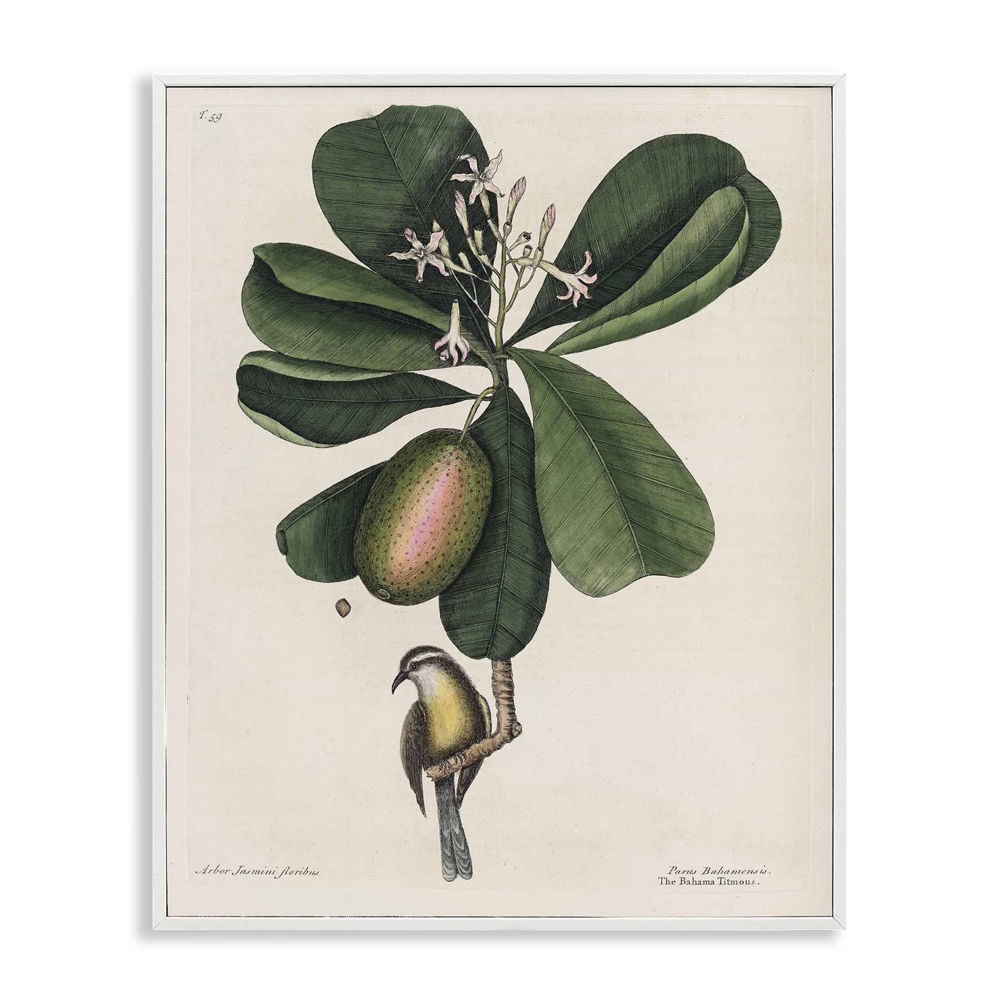 Stupell Industries Catesby Flora & Fauna White Framed Giclee Art, design by Print Collection