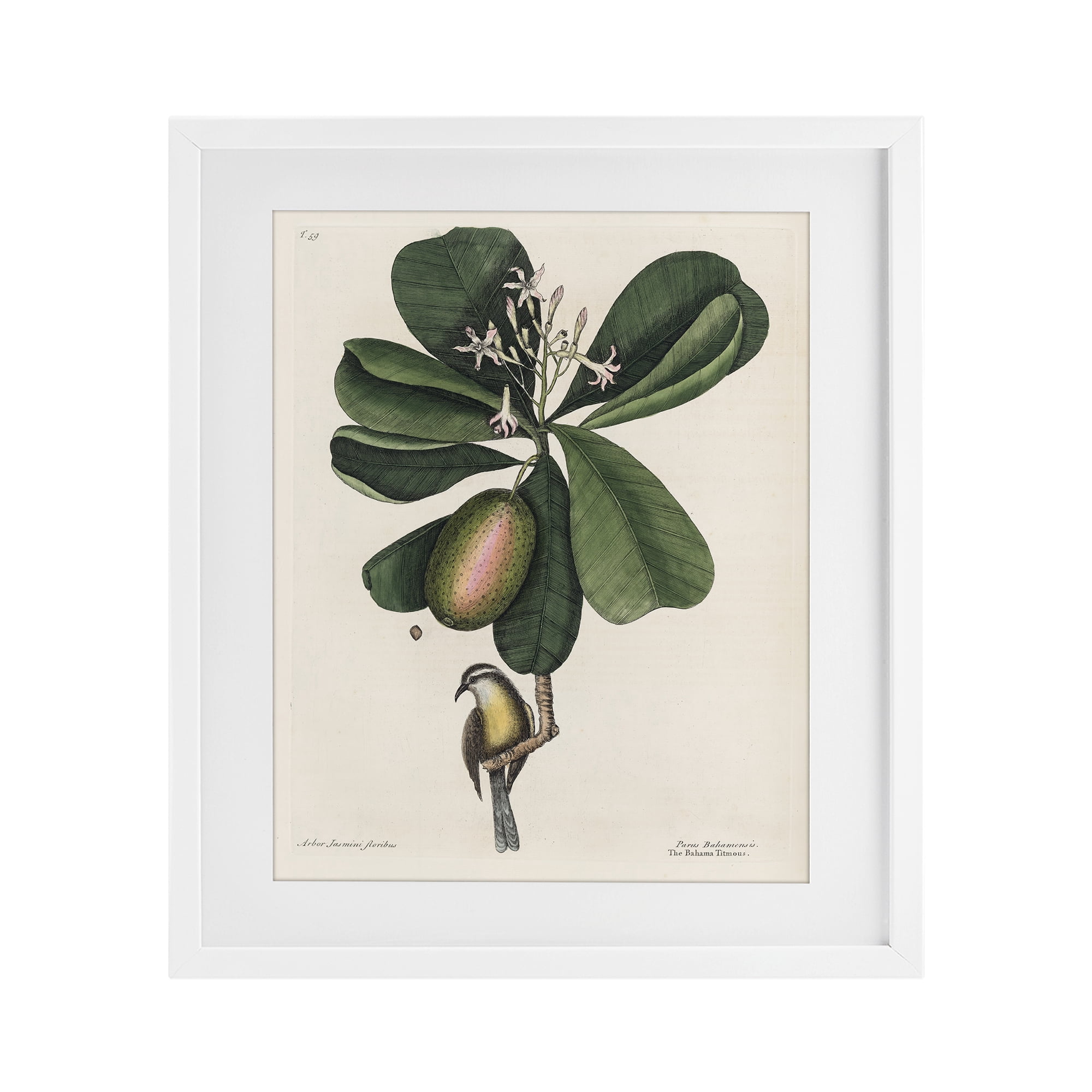 Stupell Industries Catesby Flora & Fauna White Framed Print Under Glass, design by Print Collection