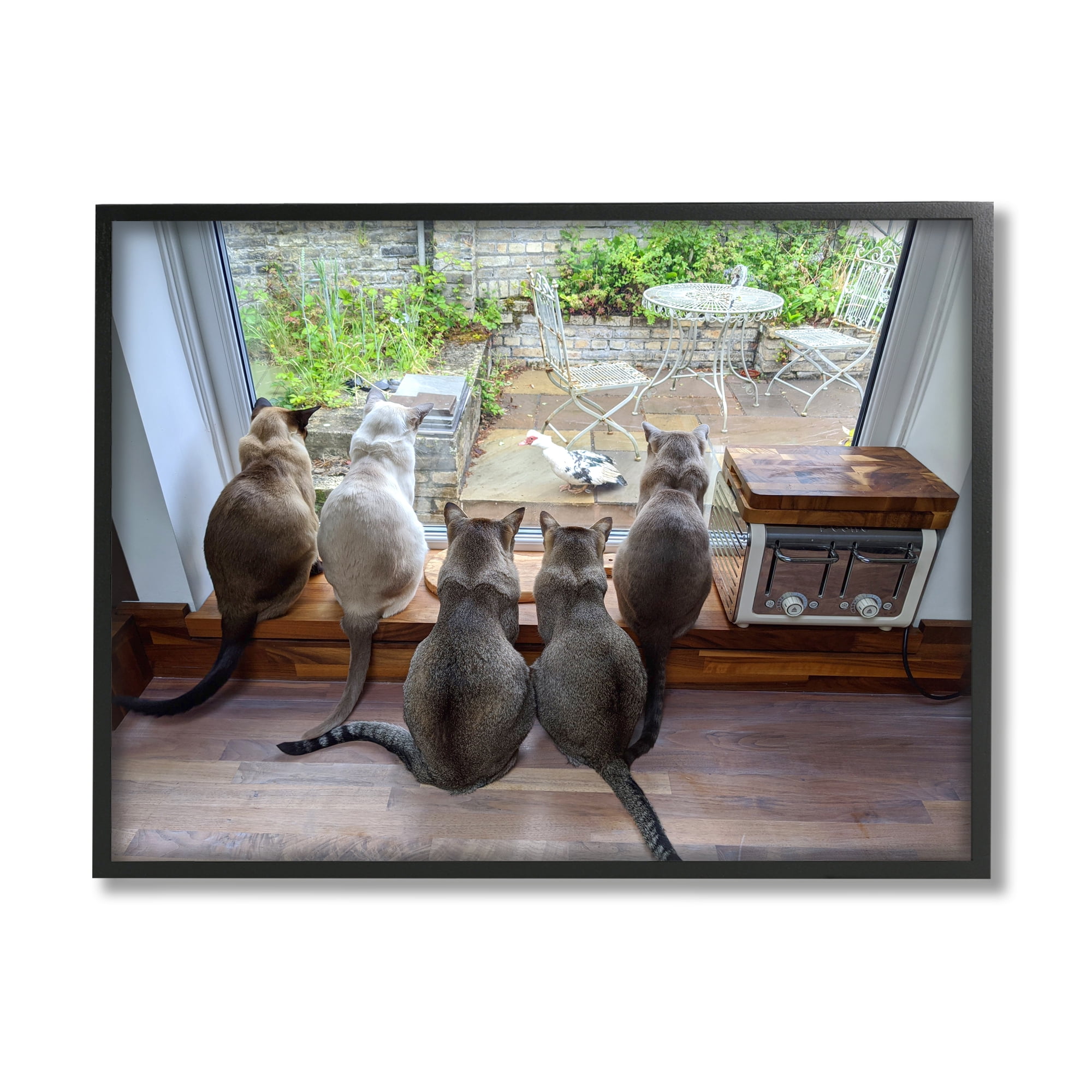 Stupell Industries Cats Watching Bird at Window Animals & Insects Photography Black Framed Art Print Wall Art, 14 x 11
