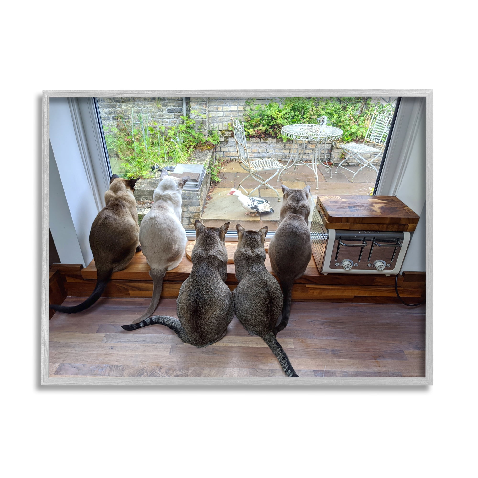 Stupell Industries Cats Watching Bird at Window Animals & Insects Photography Gray Framed Art Print Wall Art, 14 x 11