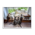 thumbnail image 1 of Stupell Industries Cats Watching Bird at Window Animals & Insects Photography White Framed Art Print Wall Art, 20 x 16, 1 of 9