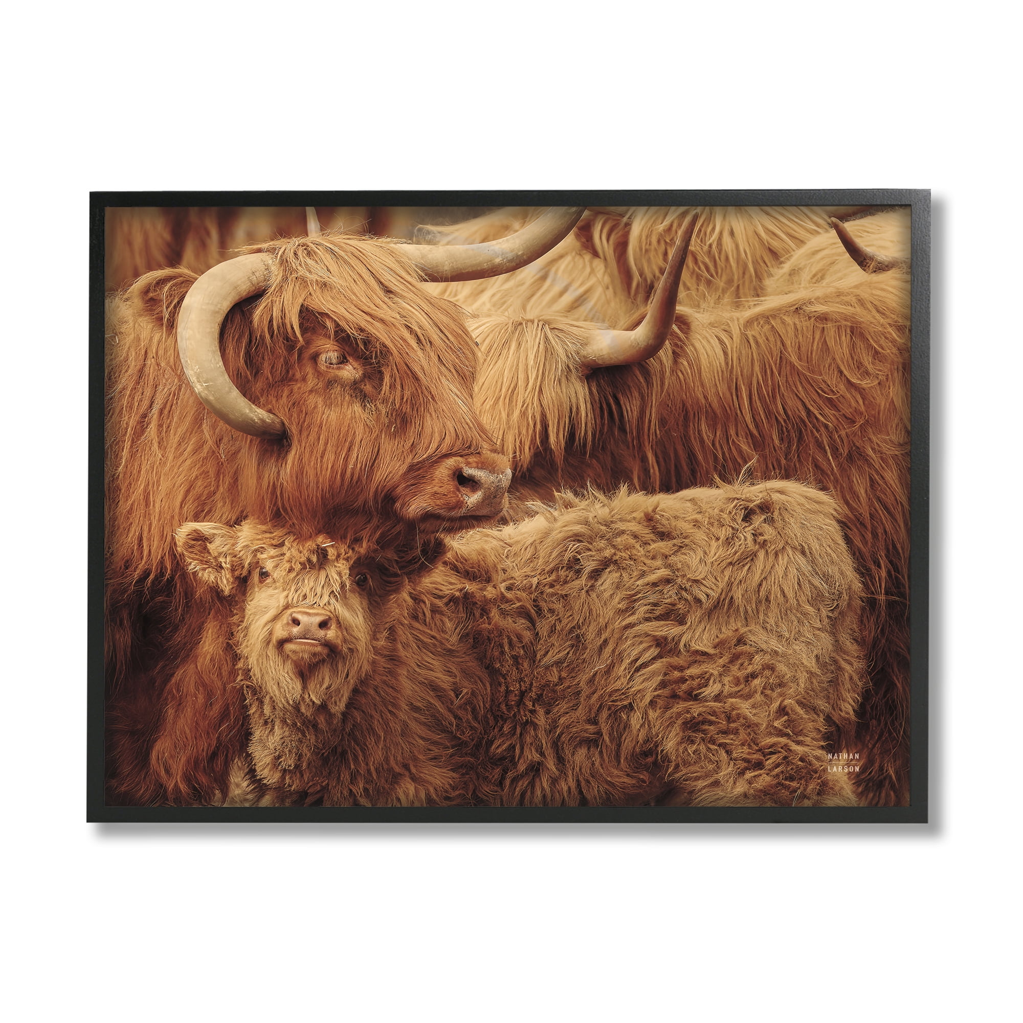 Stupell Industries Cattle & Calf Photography Animals & Insects Photography Black Framed Art Print Wall Art, 30 x 24