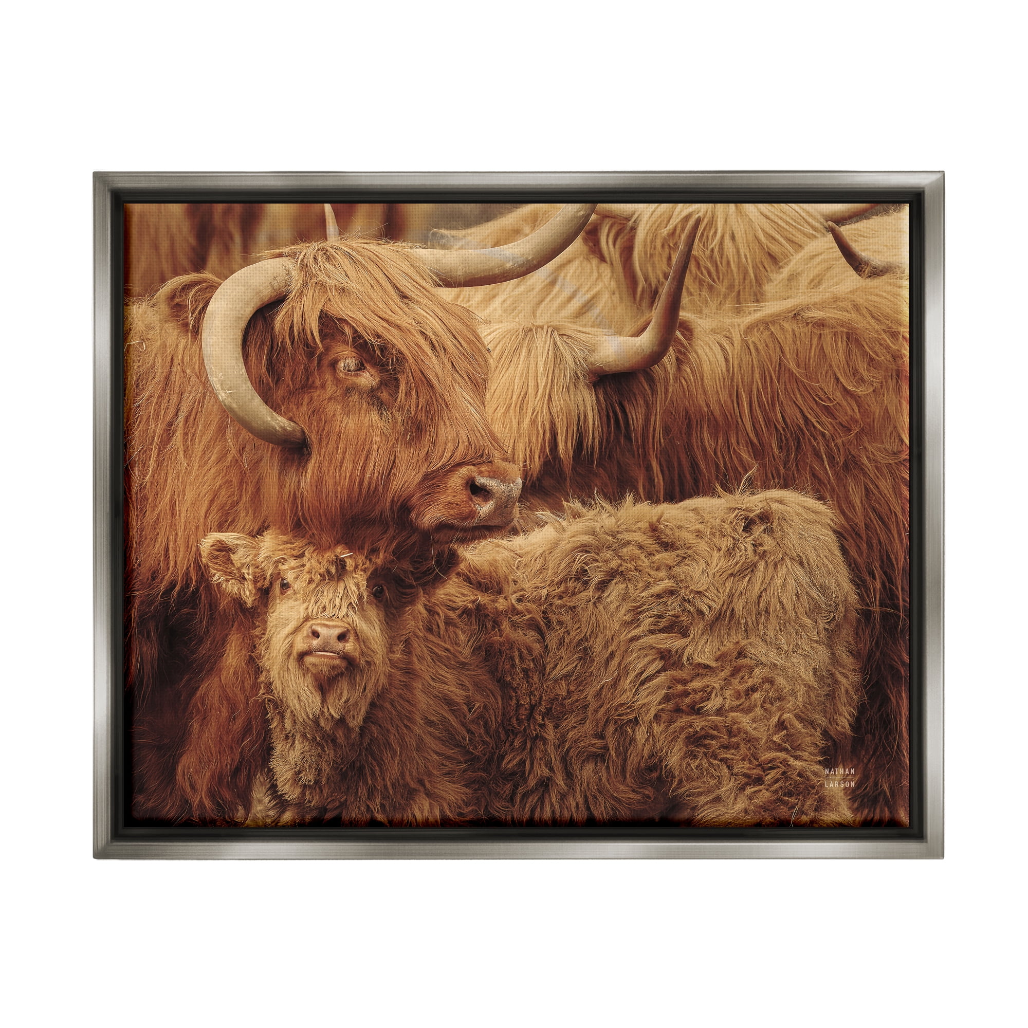 Stupell Industries Cattle & Calf Photography Animals & Insects Photography Gray Floater Framed Art Print Wall Art, 31 x 25