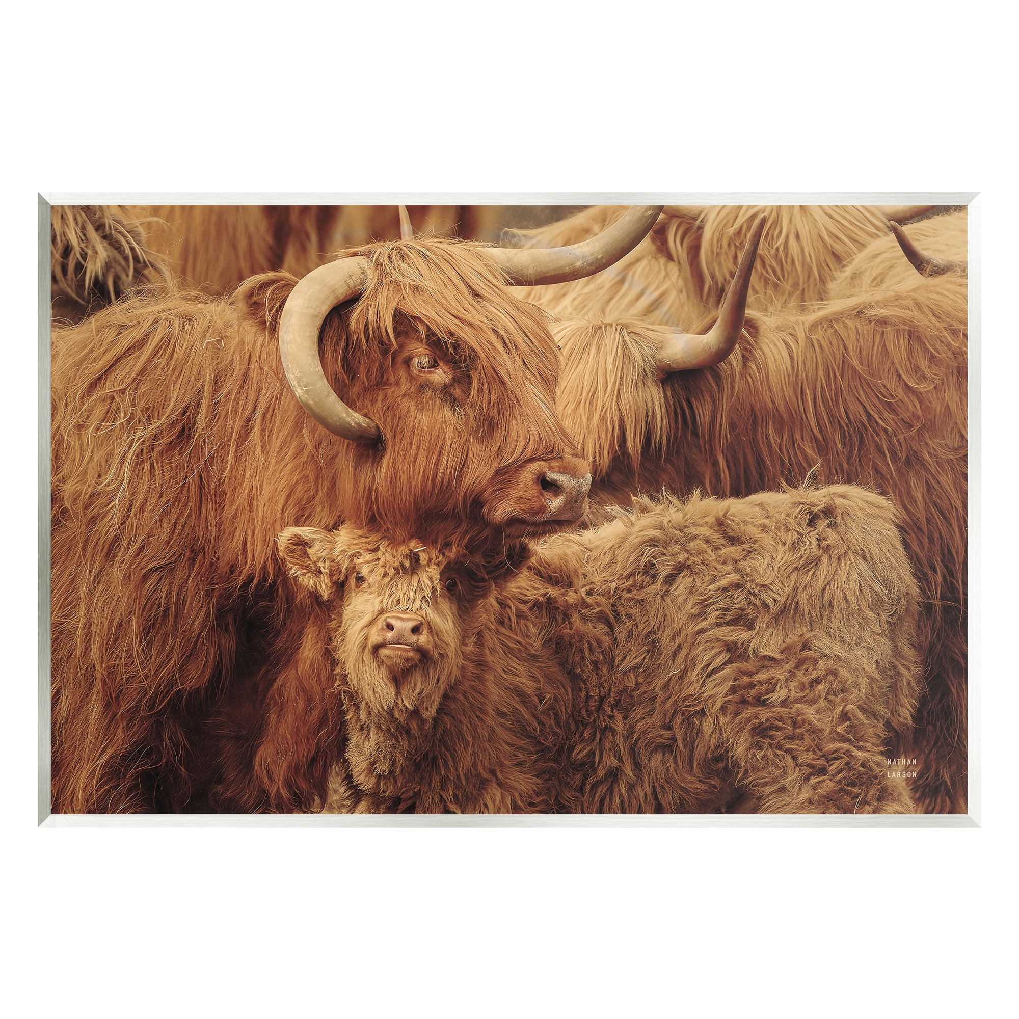 Stupell Industries Cattle & Calf Photography Animals & Insects Photography Unframed Art Print Wall Art, 15 x 10