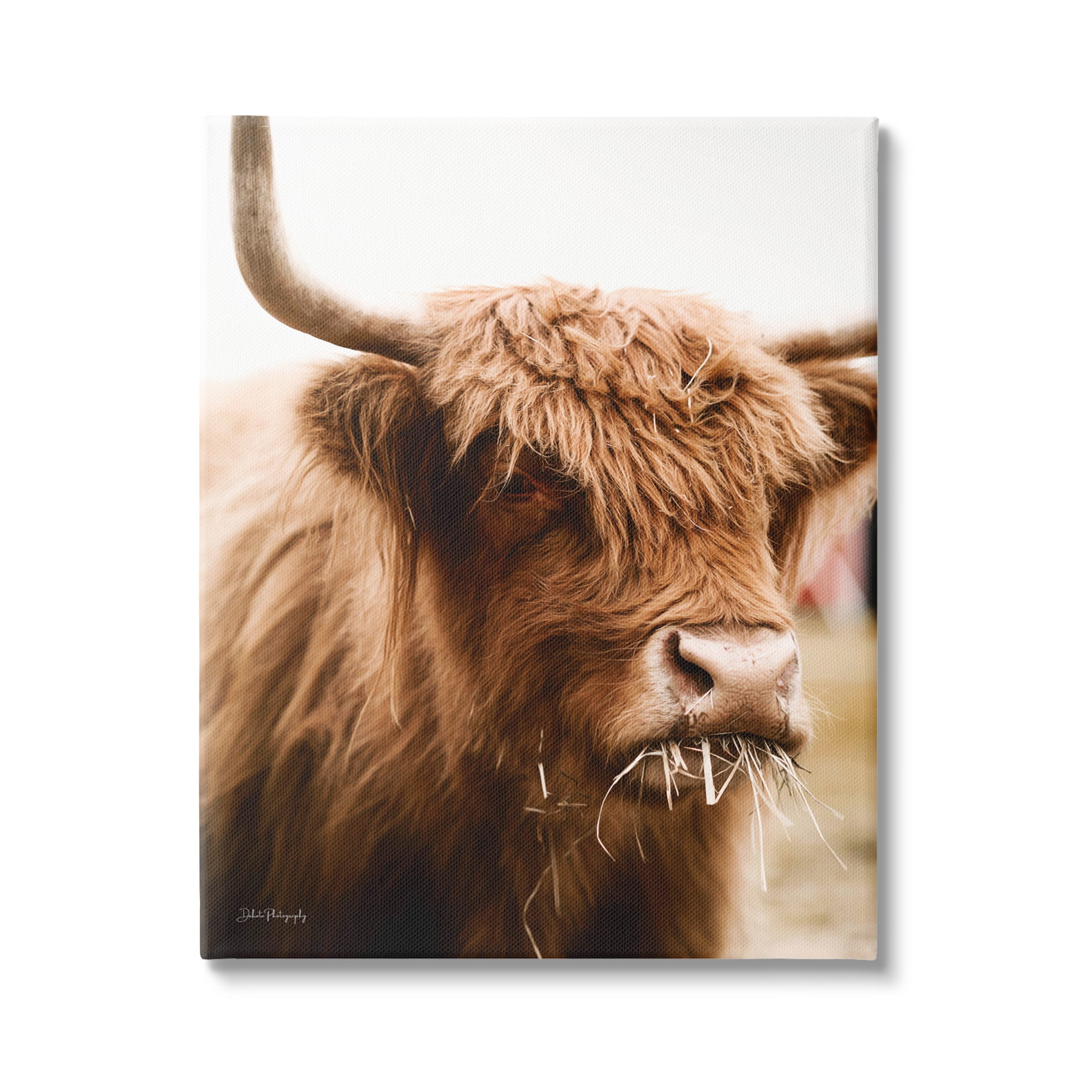 Stupell Industries Cattle Chewing Photography Animals & Insects Photography Gallery Wrapped Canvas Print Wall Art, 16 x 20