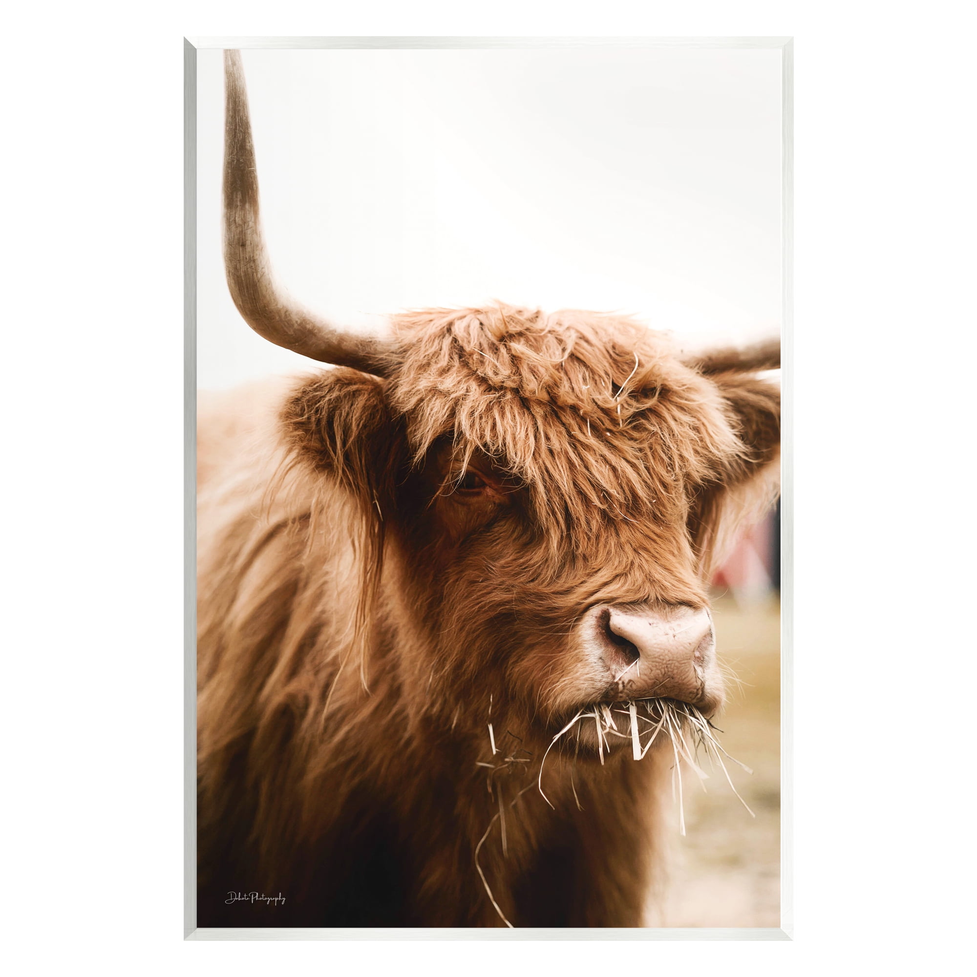 Stupell Industries Cattle Chewing Photography Animals & Insects Photography Unframed Art Print Wall Art, 13 x 19