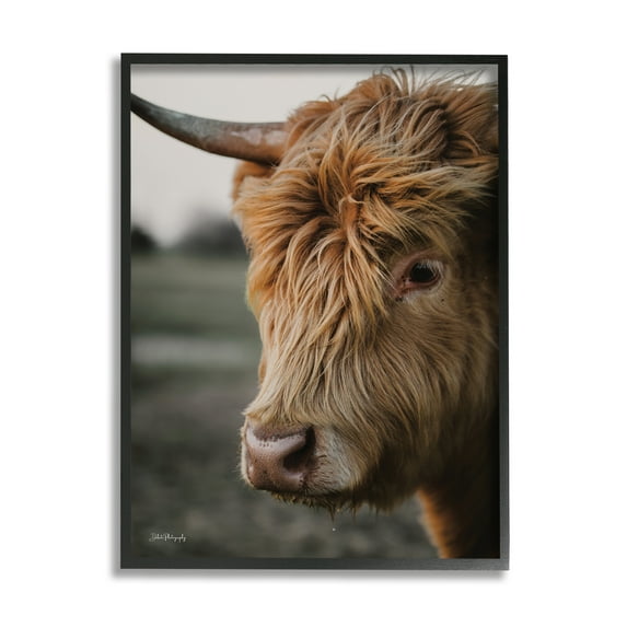 Stupell Industries Cattle Gazing Portrait Animals & Insects Photography Black Framed Art Print Wall Art, 24 x 30